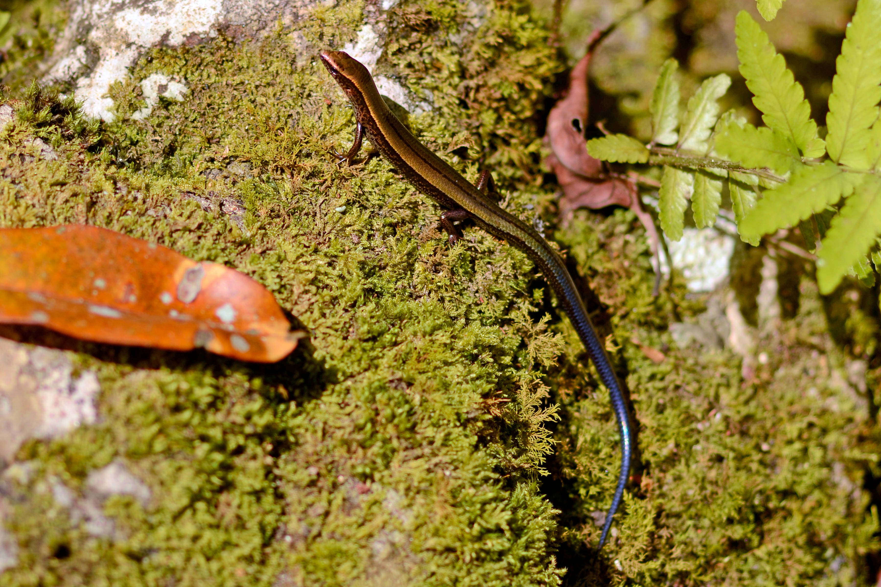 Little Brown Ground Skink, moss, blue-tailed skink, 2K Desktop Wallpaper