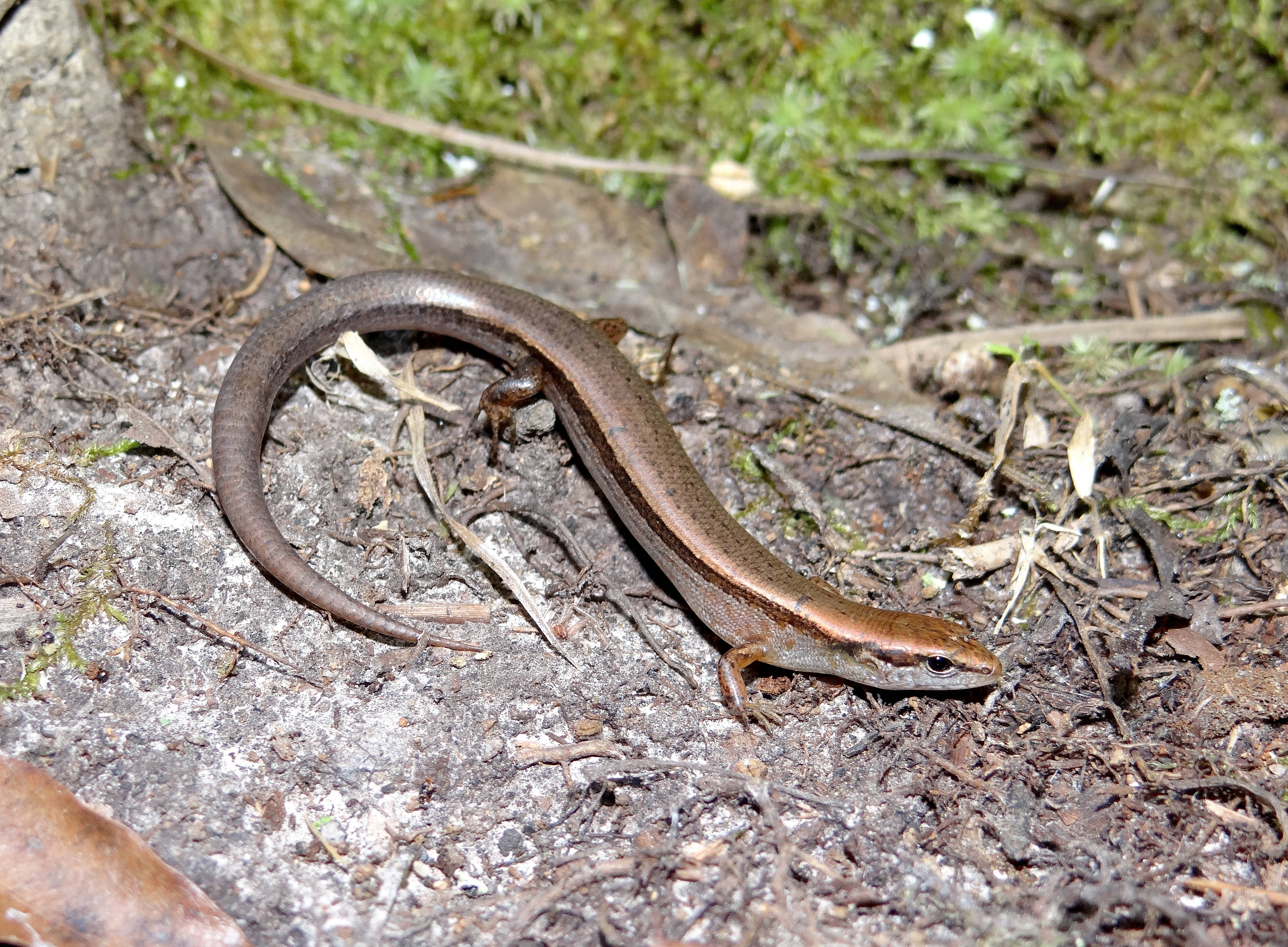 Ground Skink, brown skink, shiny back, 4K Desktop Wallpaper