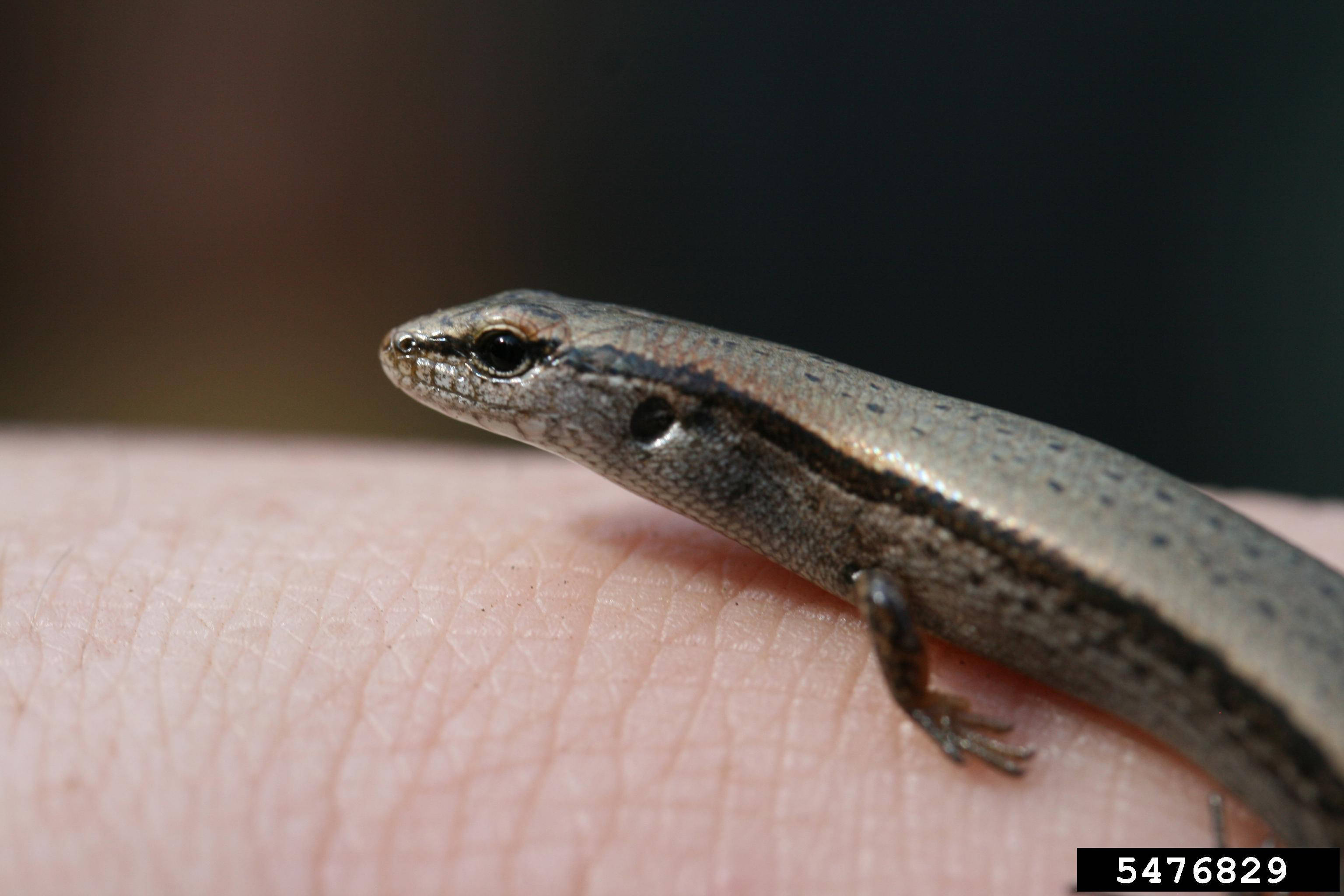 Ground Skink, brown, shiny scales, 2K Desktop Wallpaper