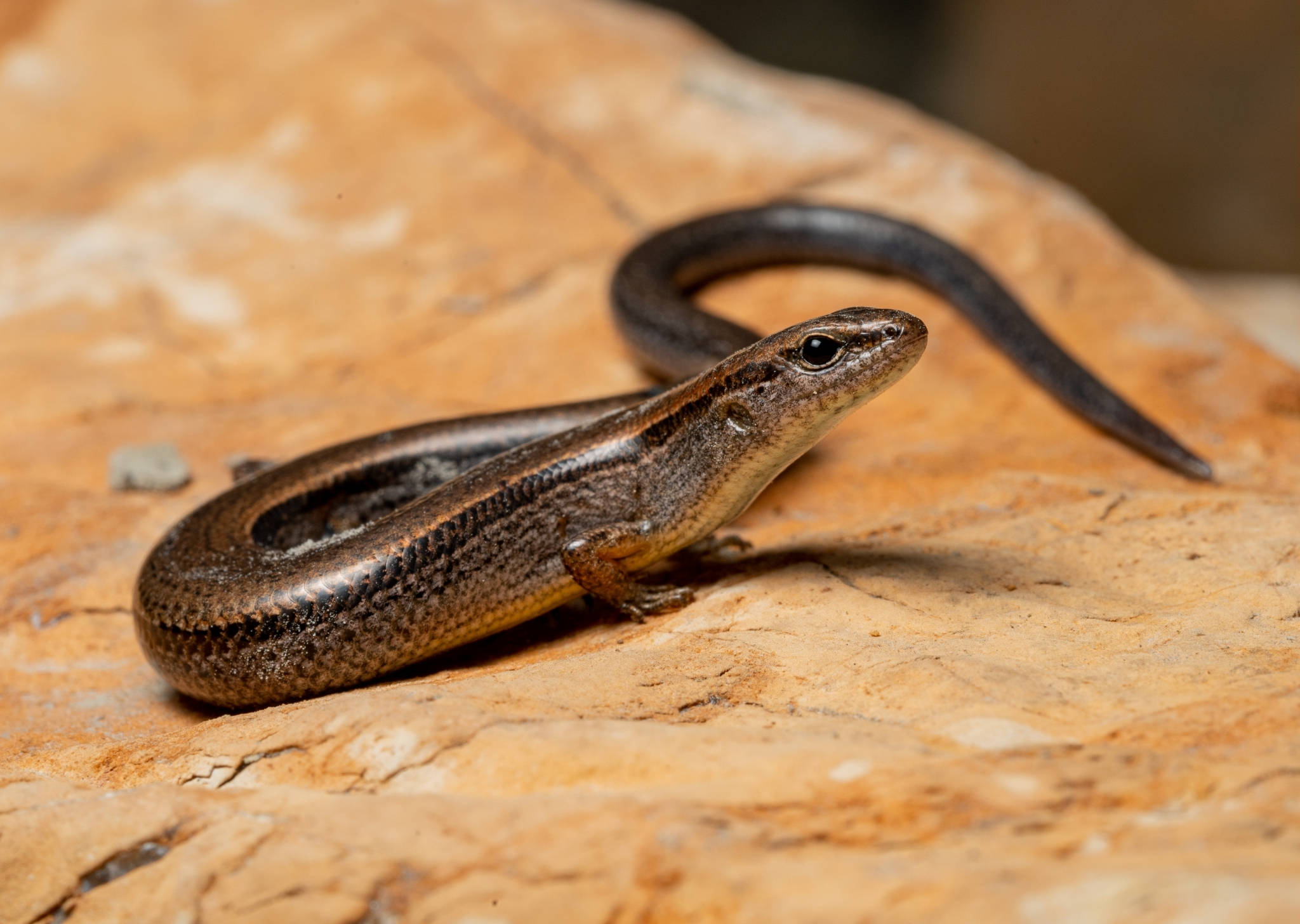 shiny brown ground skink, sleek body, curved tail, Full HD Desktop Wallpaper