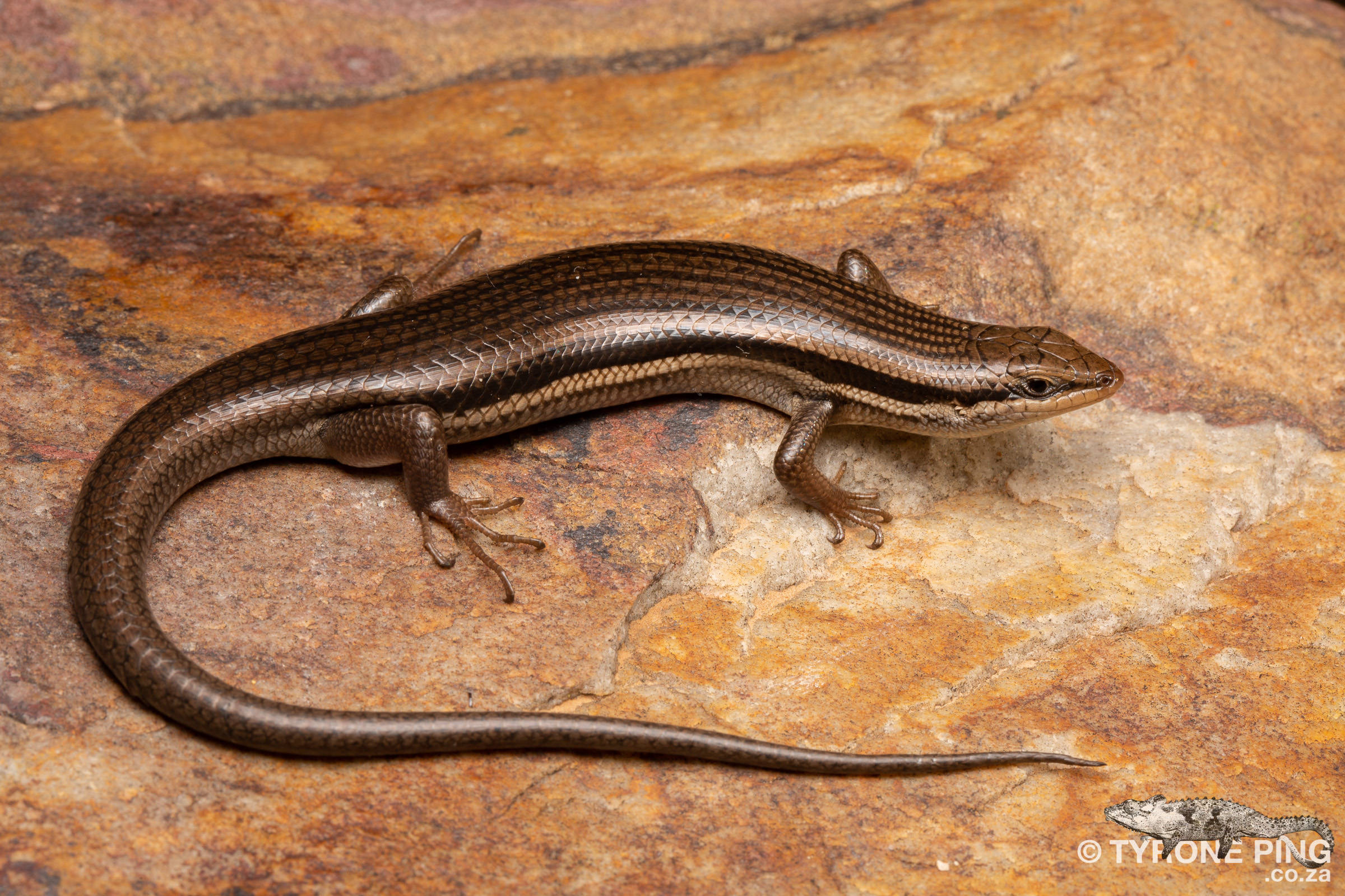 Brown Ground Skink, striped back, textured orange and brown rock, Full HD Desktop Wallpaper