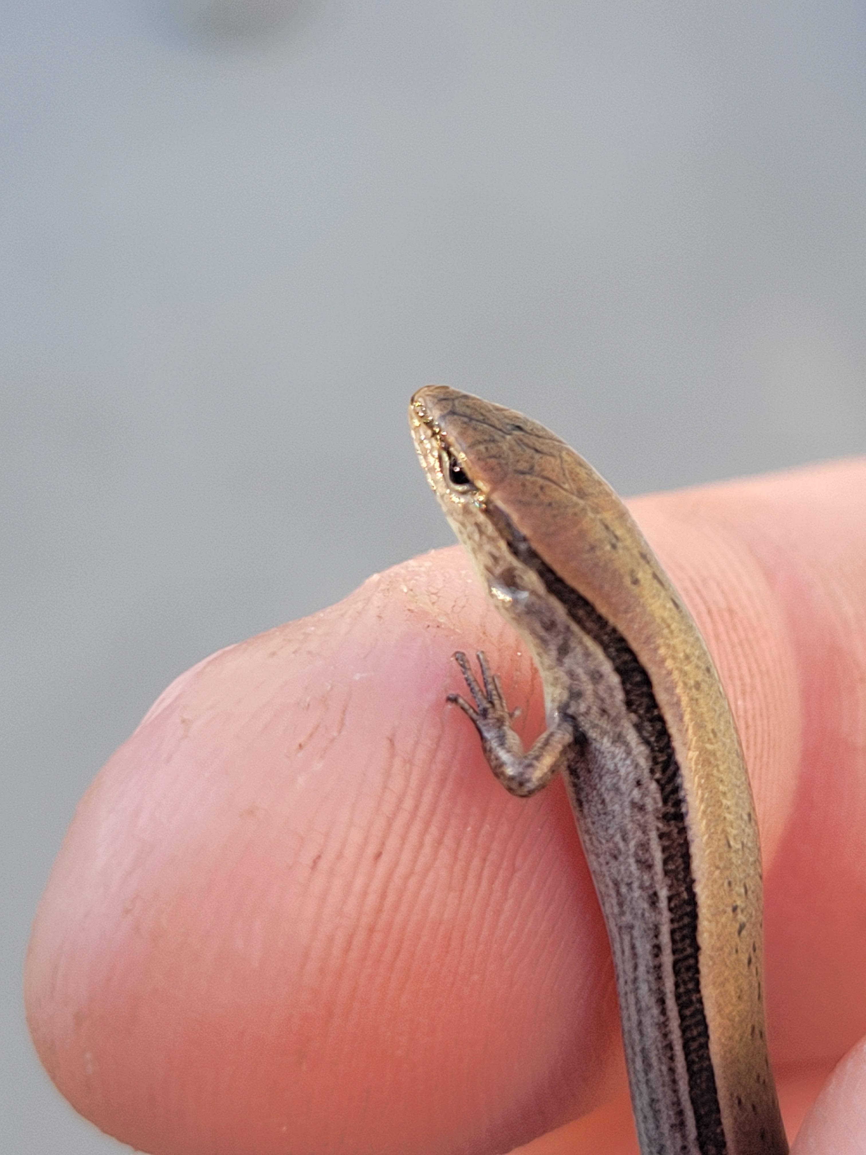 brown ground skink, tiny brown skink, dark stripes, 4K Phone Wallpaper