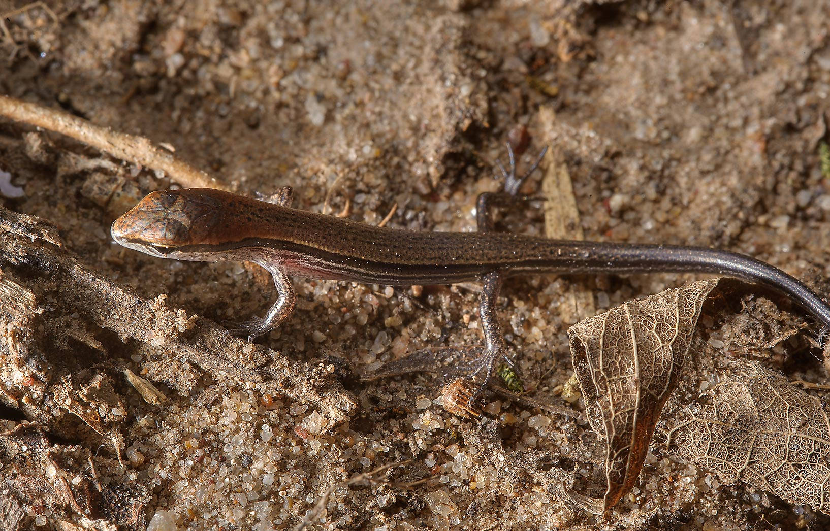 brown ground skink, slender brown skink, dark stripe, HD Desktop Wallpaper