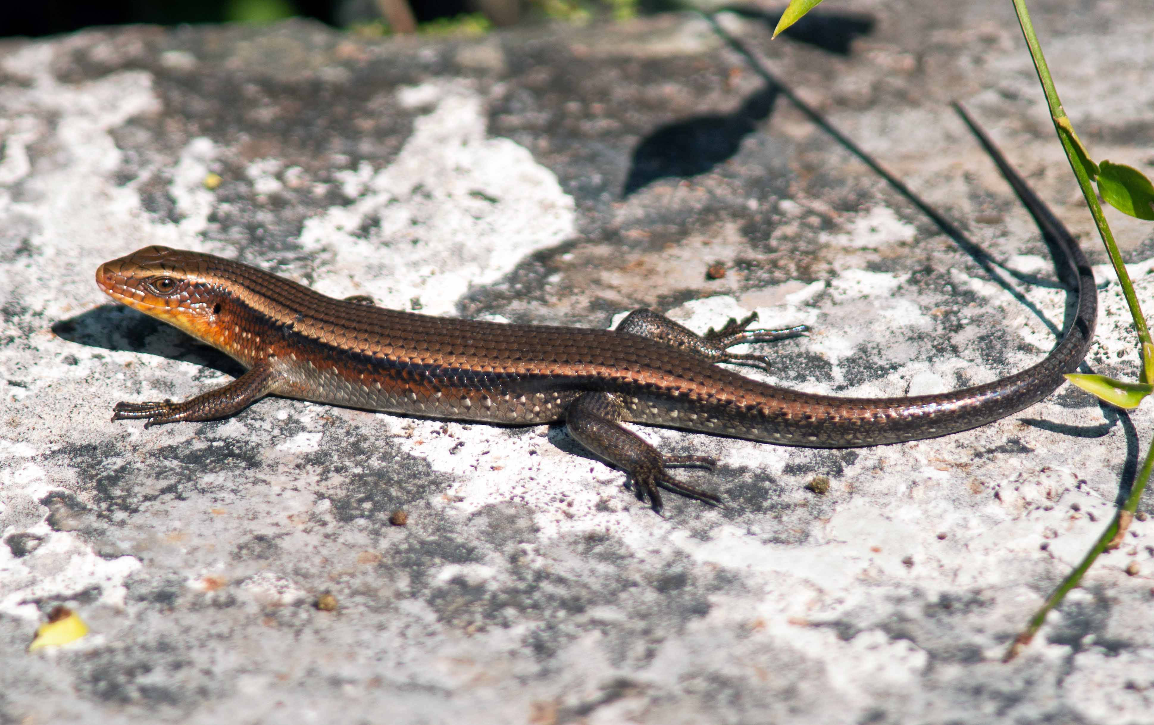 Ground Skink, brown, orange, 4K Desktop Wallpaper