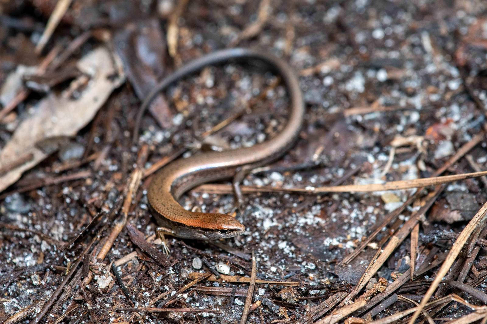 Ground Skink, brown, pine needles, HD Desktop Wallpaper
