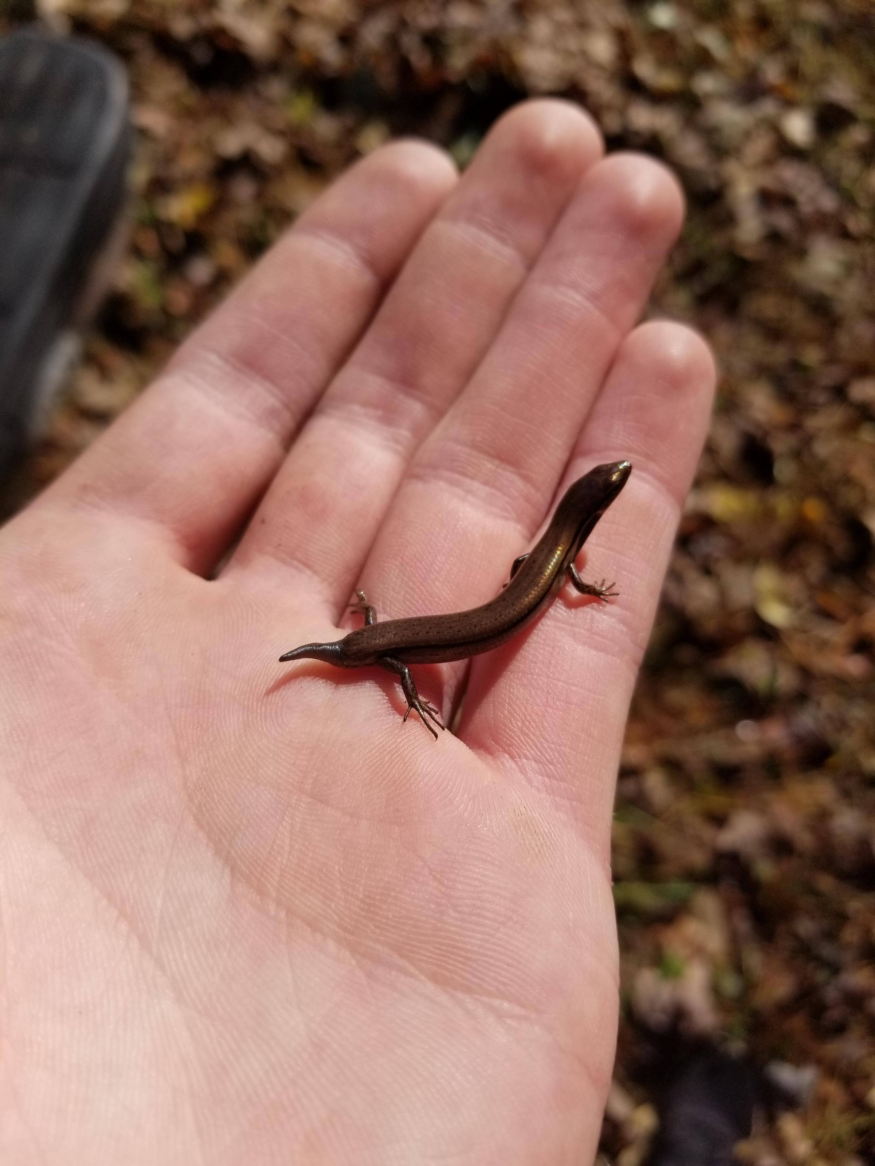 Ground Skink, brown, autumn leaves, 4K Phone Wallpaper
