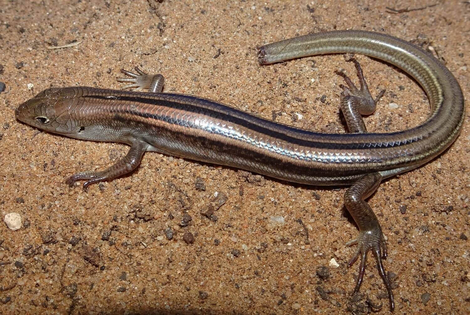 Common Five Lined Ground Skink, slender brown lizard, dark stripes, HD Desktop Wallpaper
