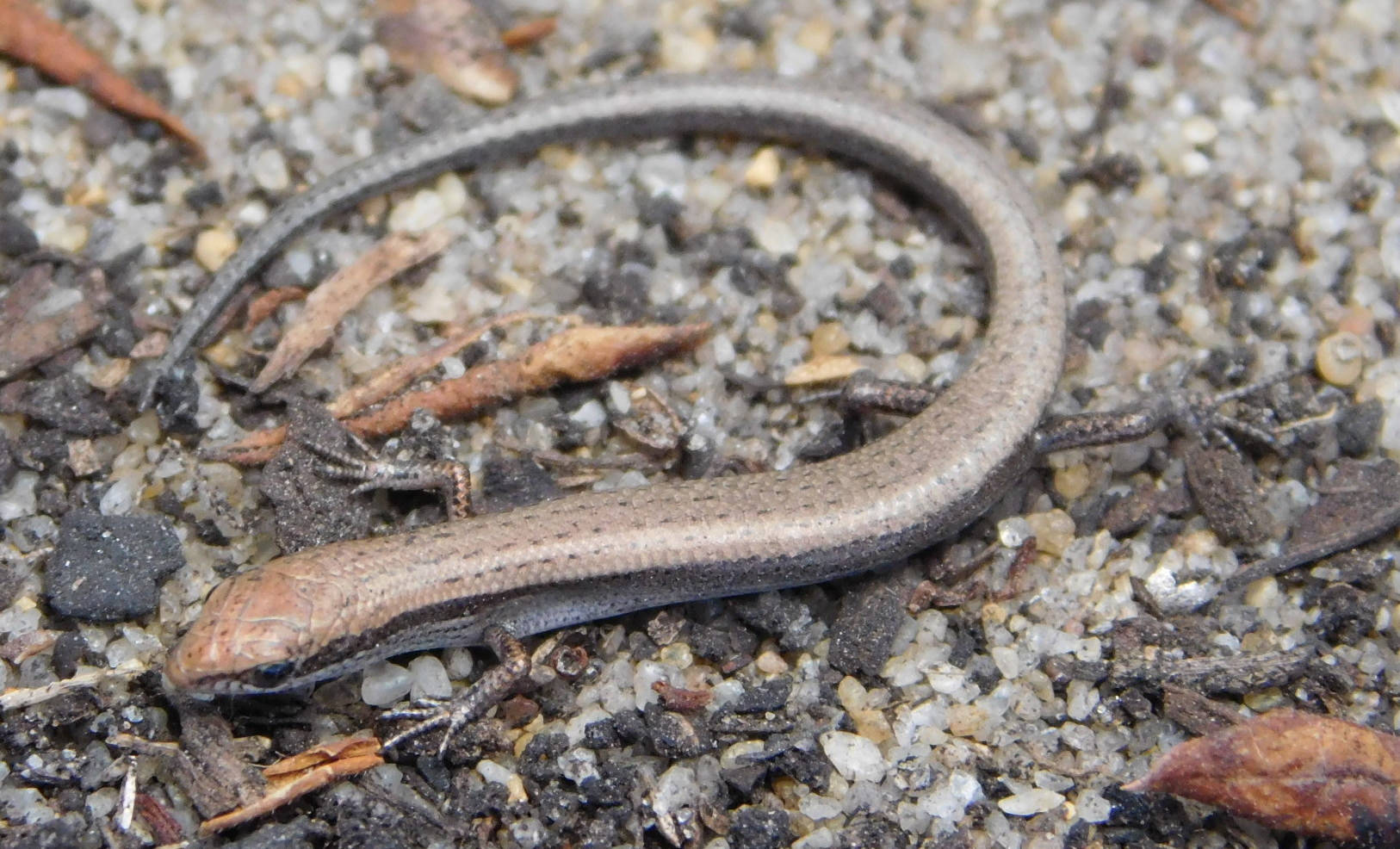 Common Dwarf Brown Ground Skink, slender brown skink, gritty soil, HD Desktop Wallpaper