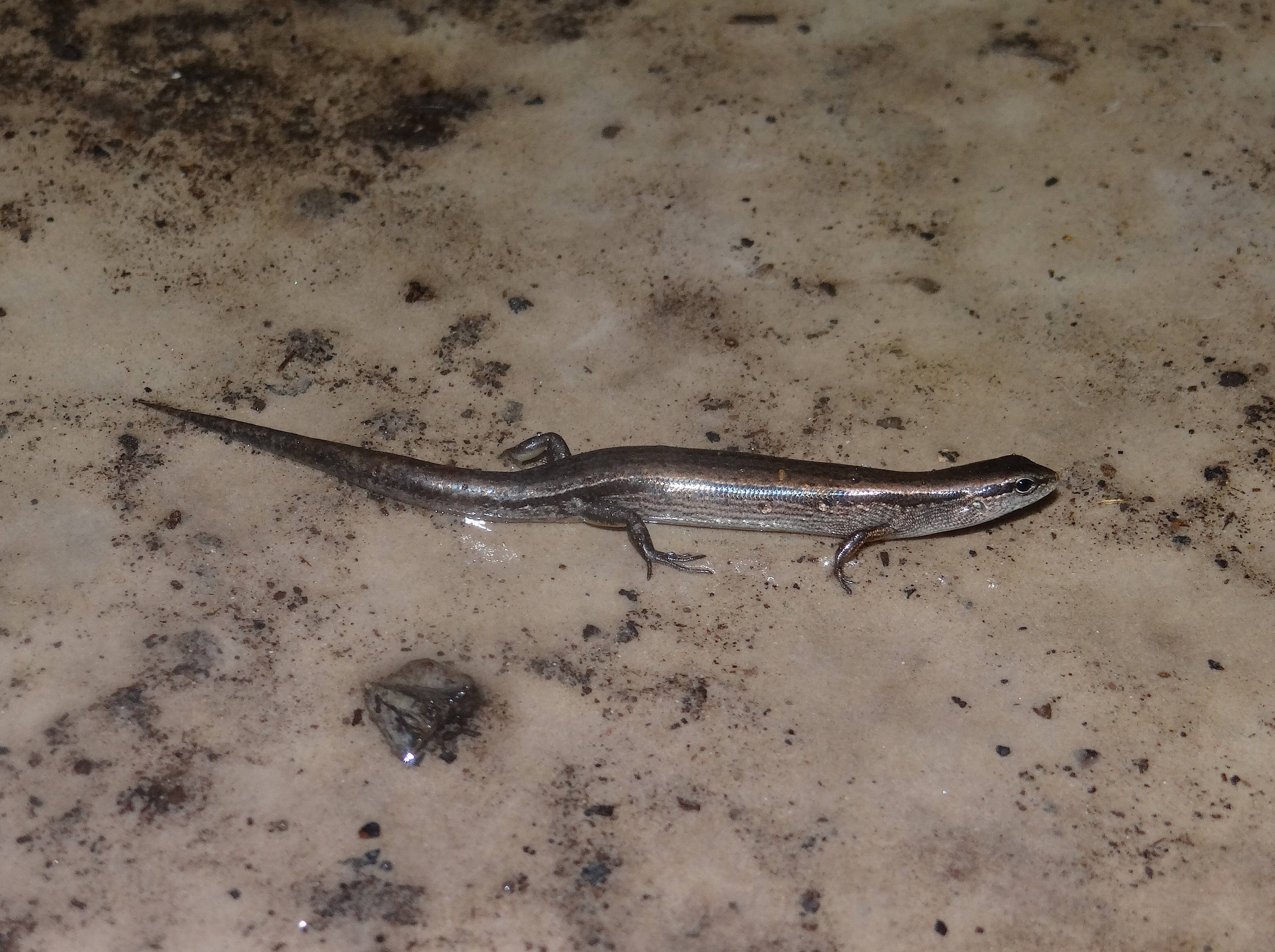 Ground Skink, silver, long tail, 2K Desktop Wallpaper