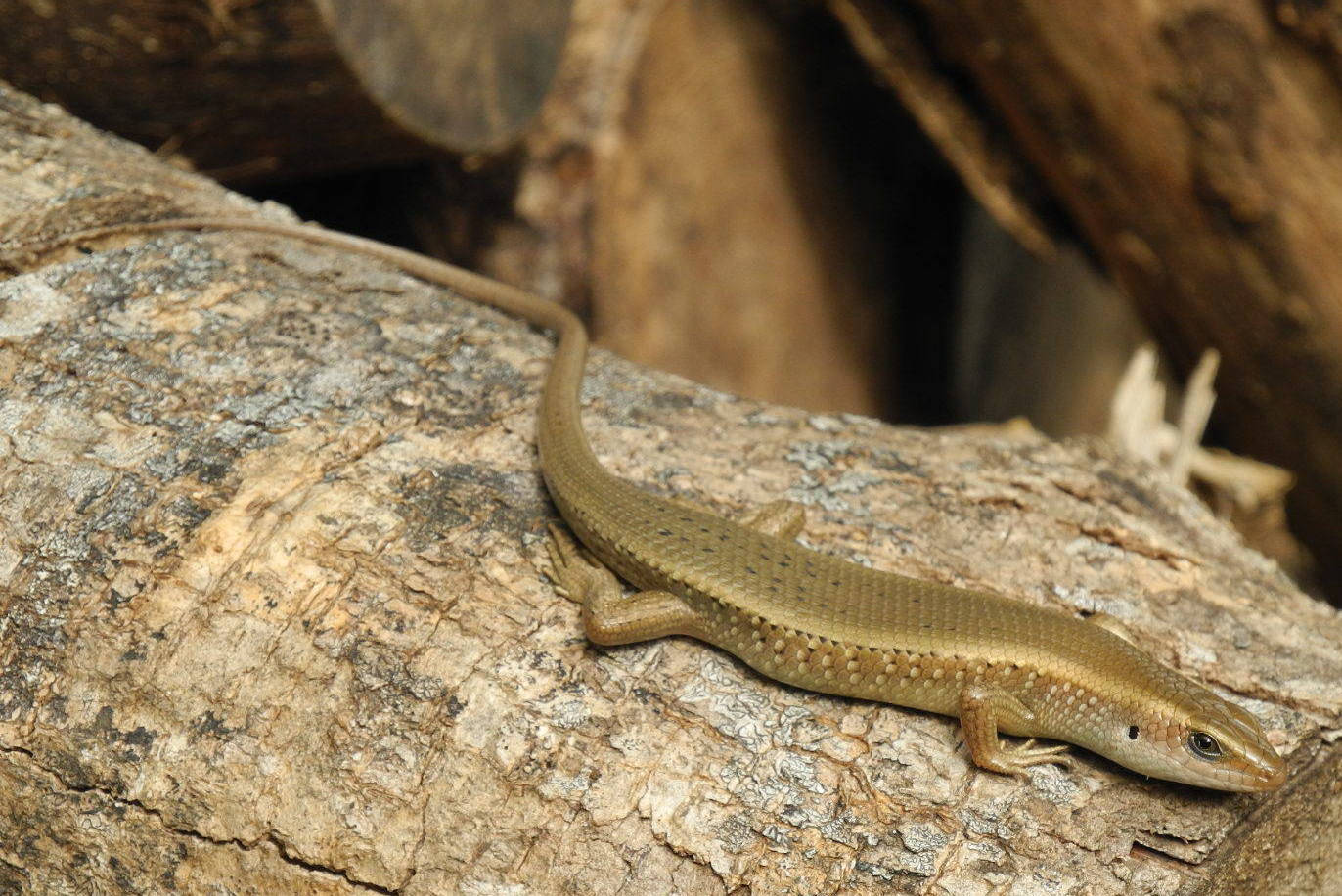 Common Sun Ground Skink, brown, spotted scales, HD Desktop Wallpaper