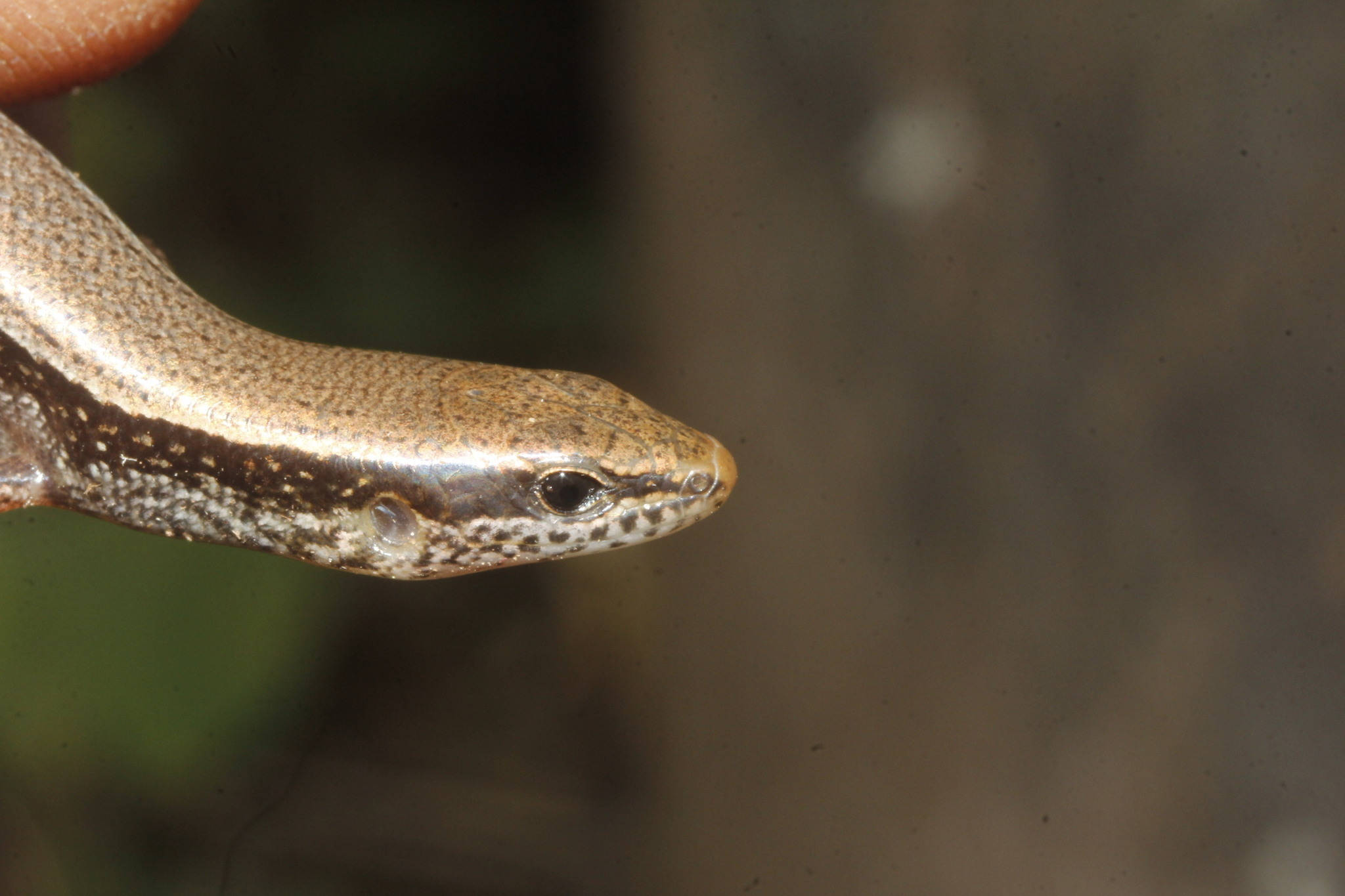 brown Ground Skink, small brown lizard, speckled scales, Full HD Desktop Wallpaper