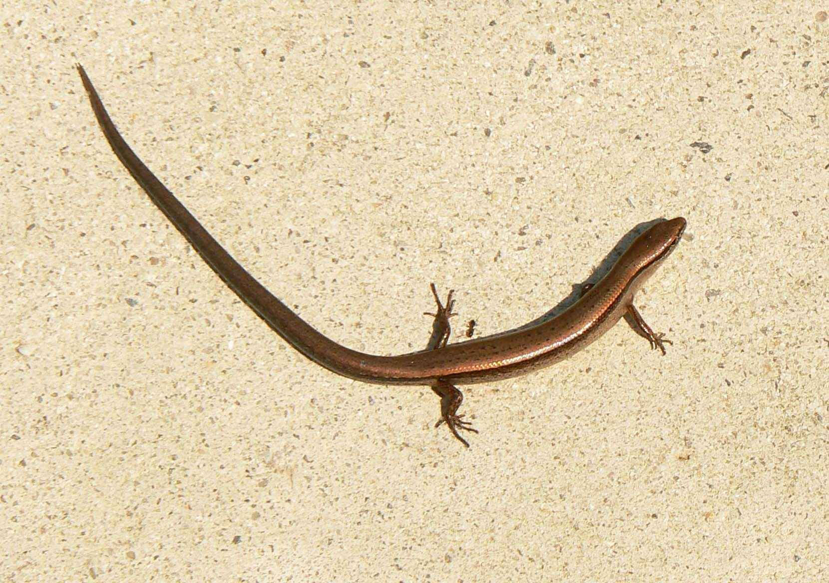 brown little ground skink, skink, long slender tail, HD Desktop Wallpaper