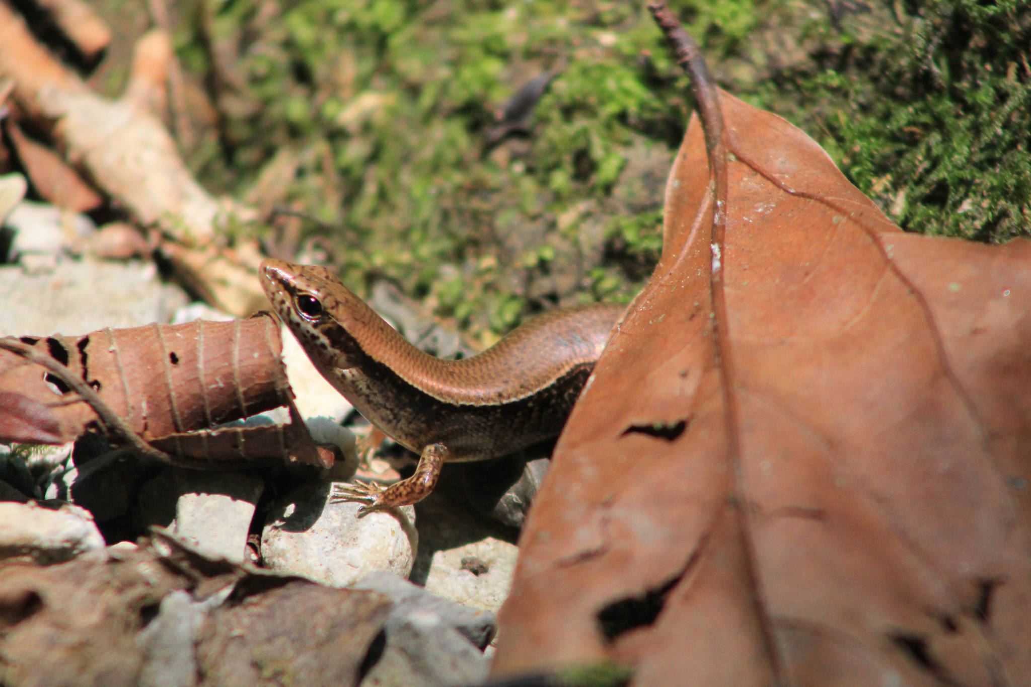 Ground Skink, brown, red eyes, Full HD Desktop Wallpaper