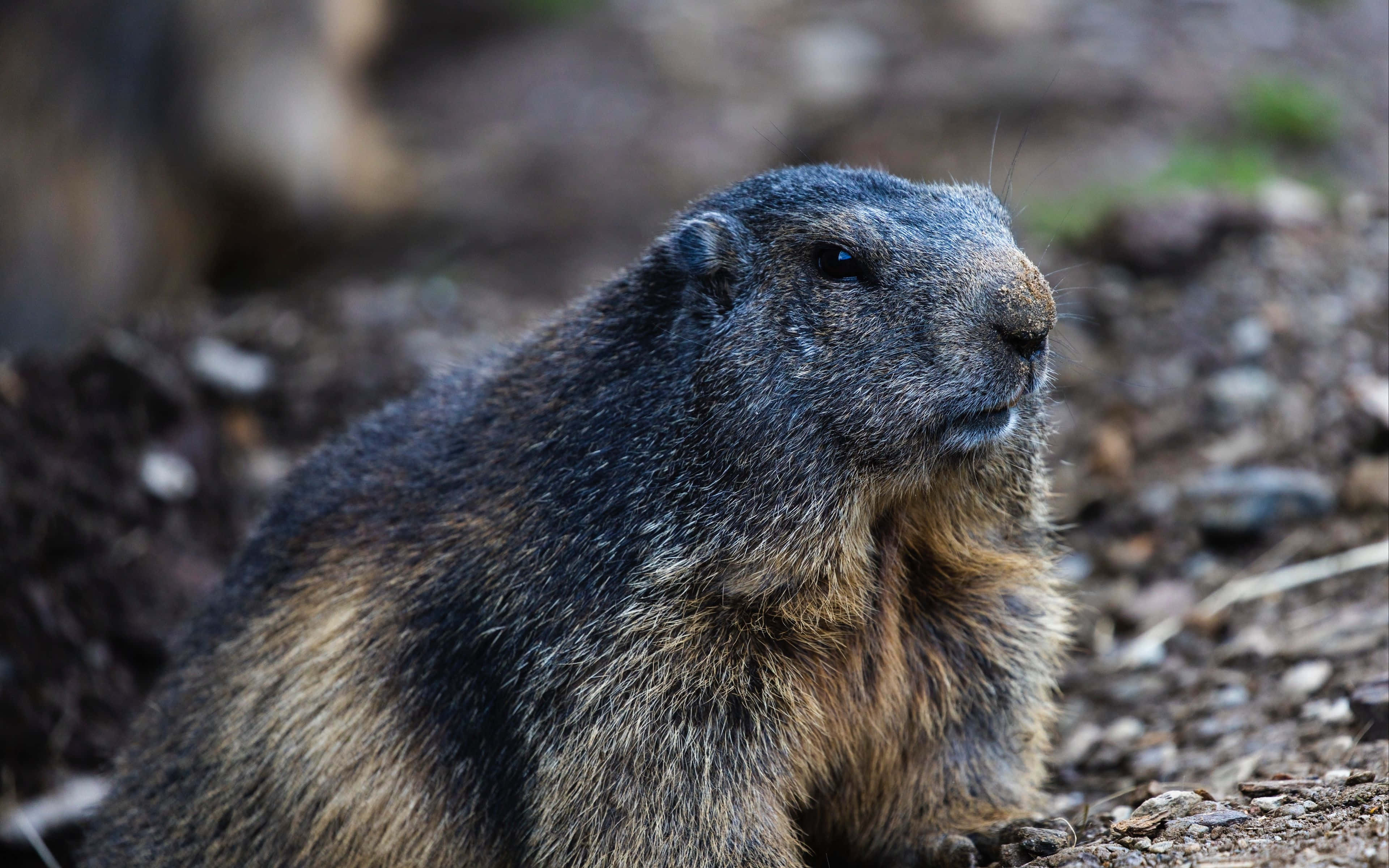 Groundhog, marmot, dark gray fur, 4K Desktop Wallpaper