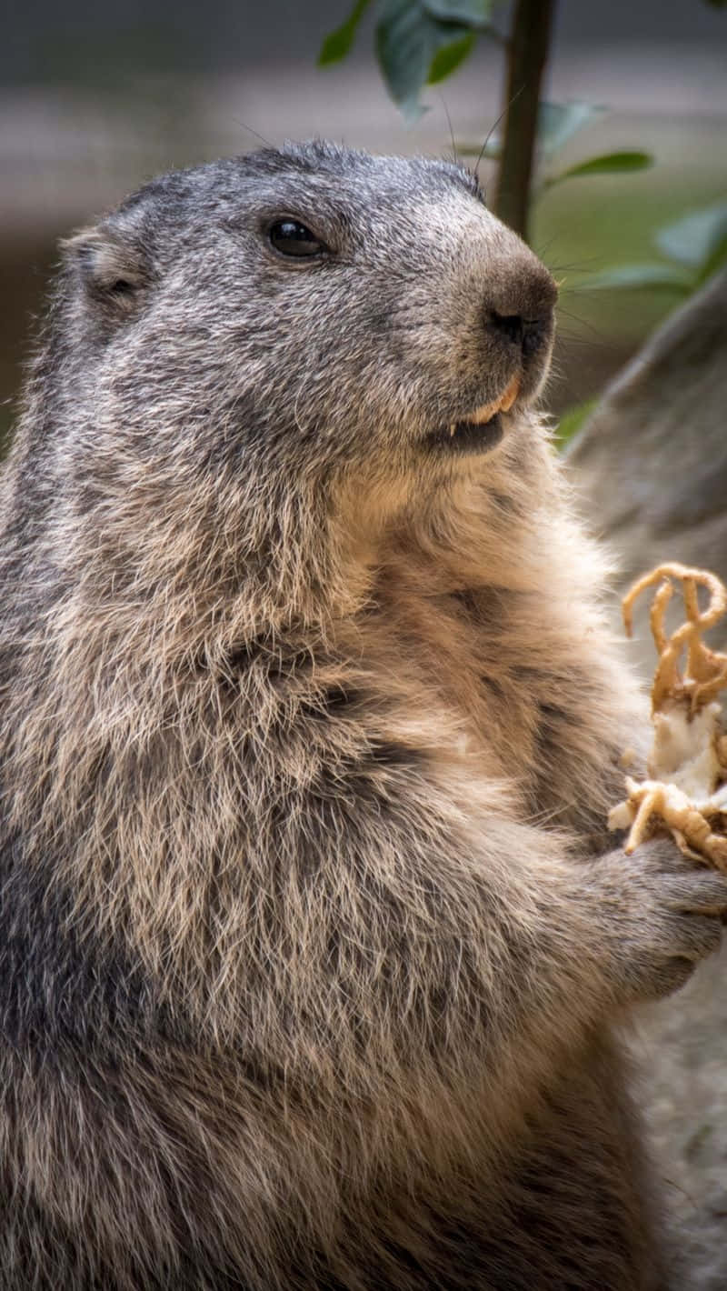 Groundhog, marmot, grayish-brown fur, HD Phone Wallpaper