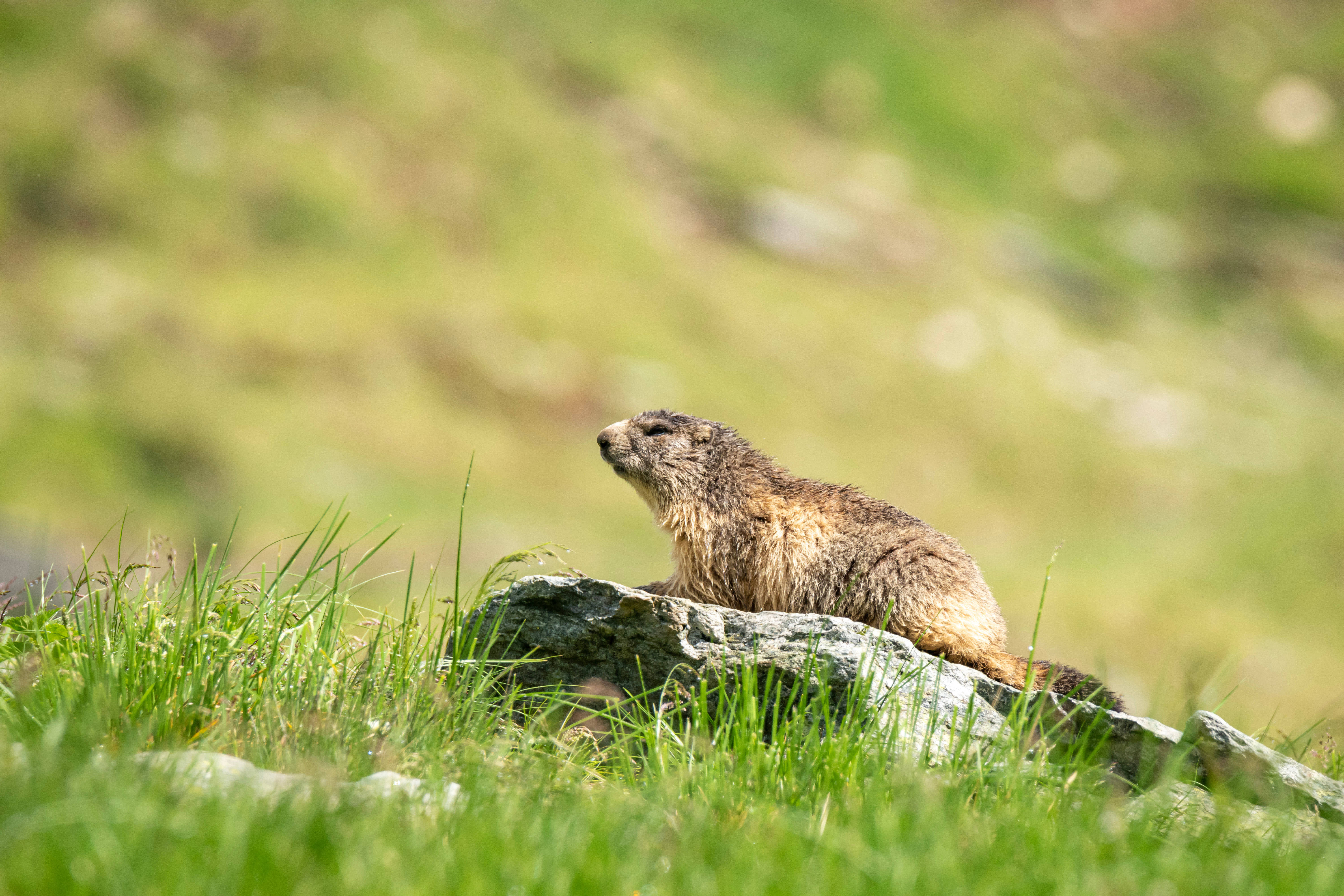 Groundhog Day, marmot, sunlit rock, 5K Desktop Wallpaper