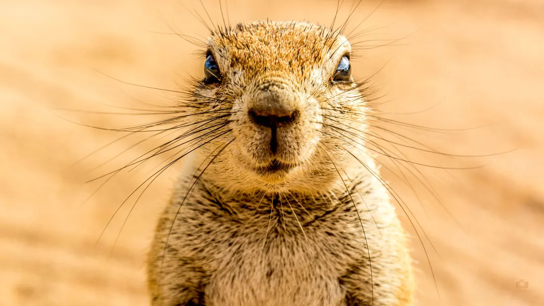 Groundhog Wallpapers