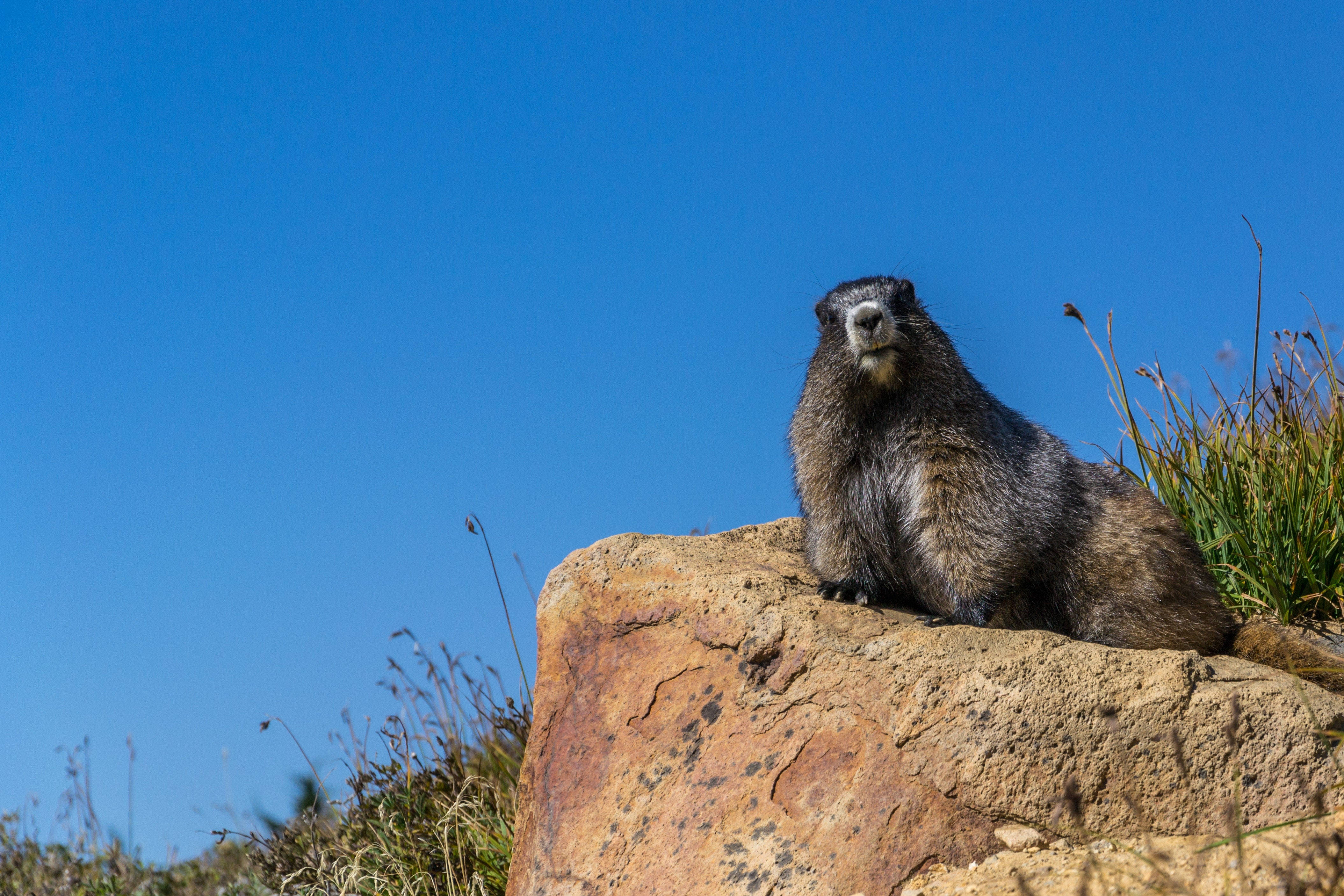 Groundhog, sunlit rock, clear blue sky, 4K Desktop Wallpaper