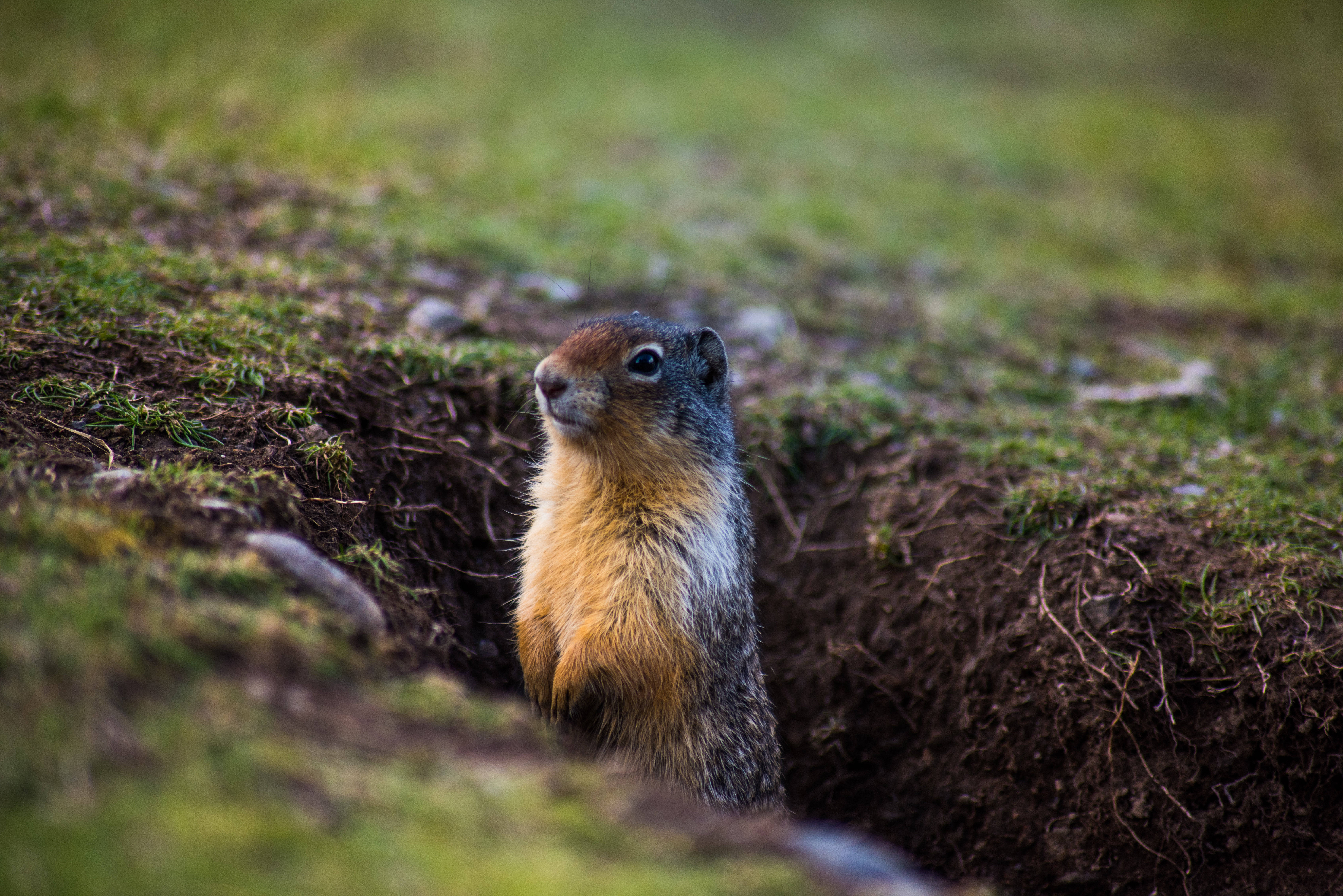 Groundhog Day, ground squirrel, mossy grassy field, 5K Desktop Wallpaper