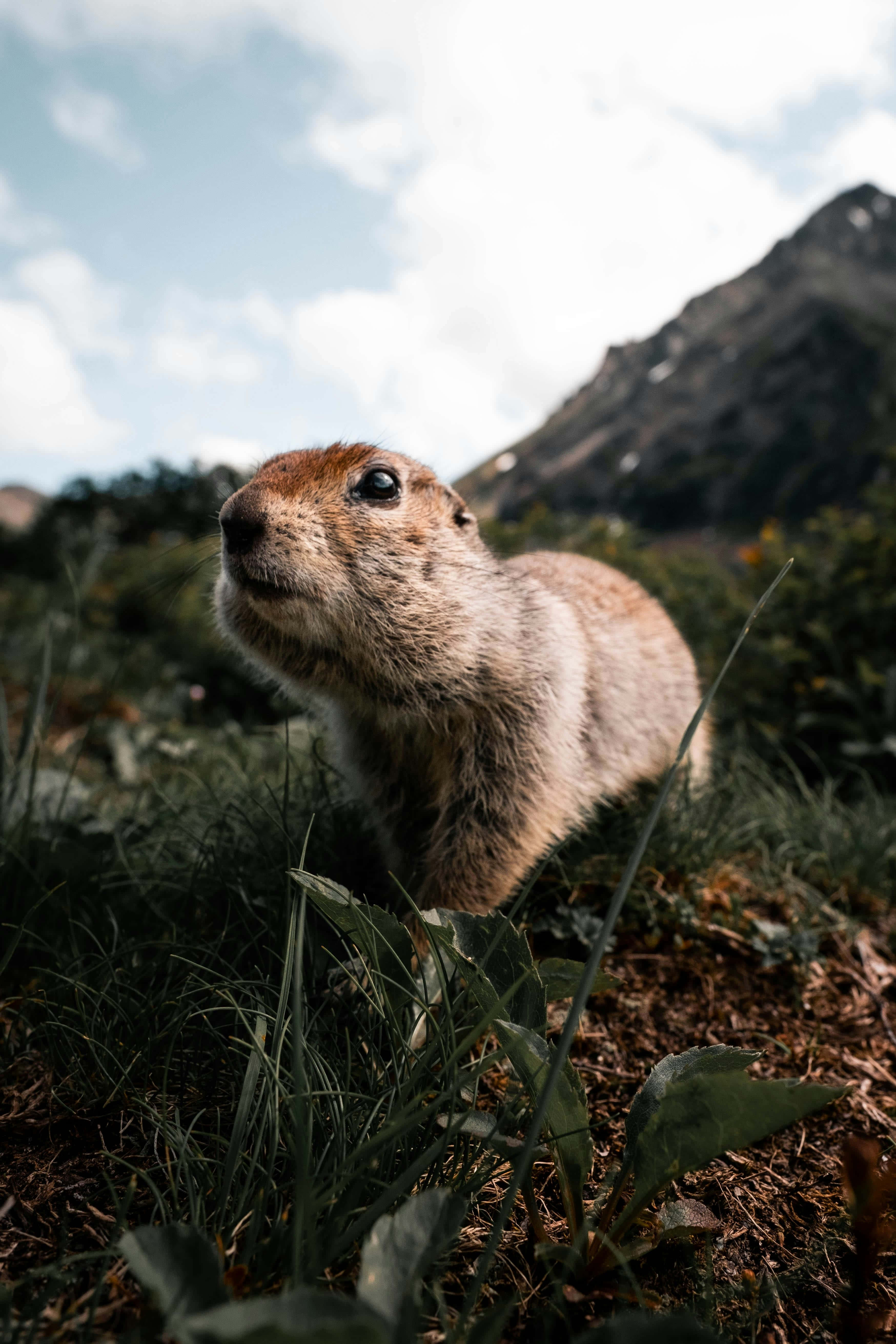 Curious Groundhogin Nature.jpg, groundhog, grassy terrain, 5K Phone Wallpaper