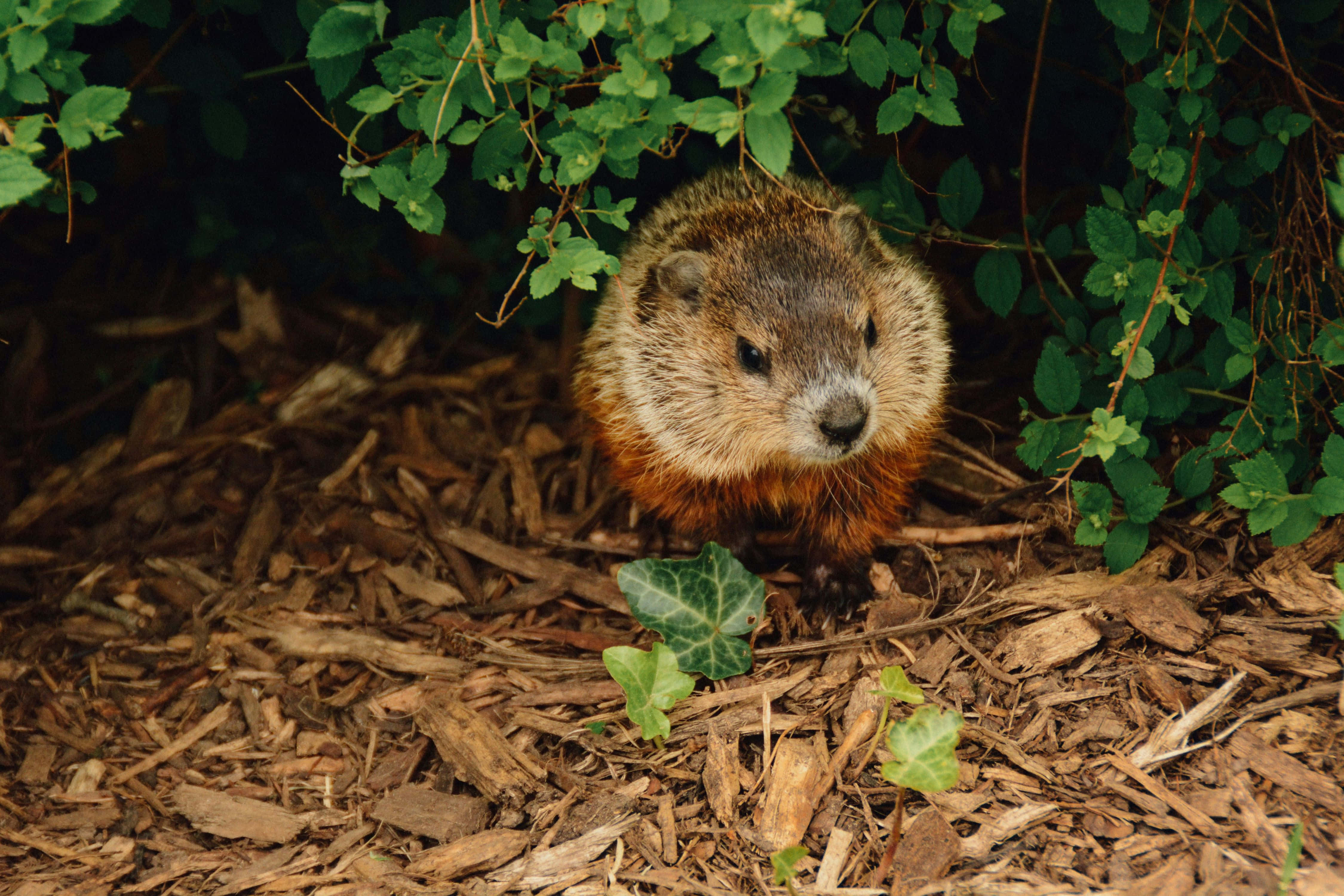 Groundhog, burrow, lush green foliage, 4K Desktop Wallpaper