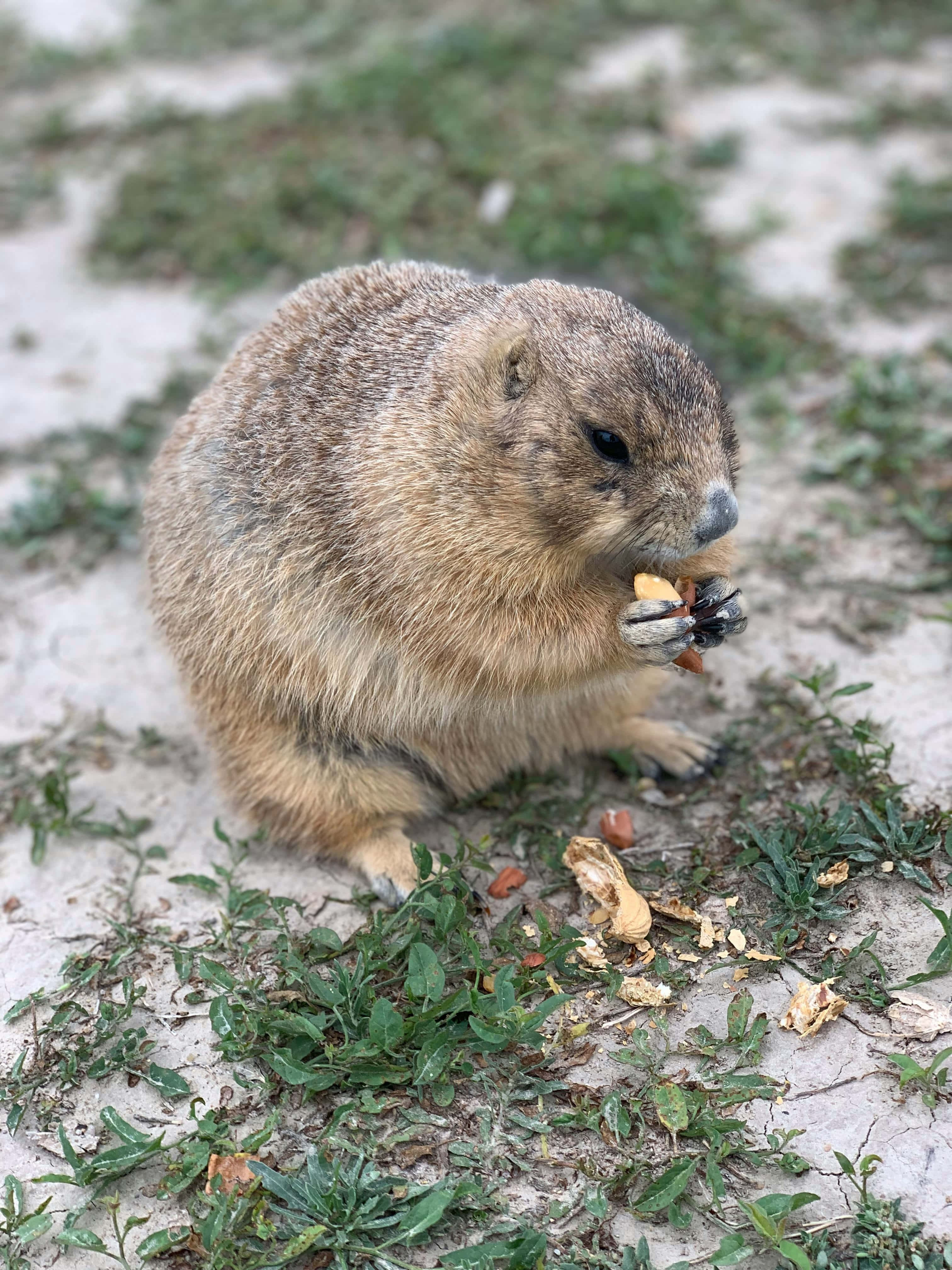 Groundhog, fluffy brown, sandy ground, 4K Phone Wallpaper