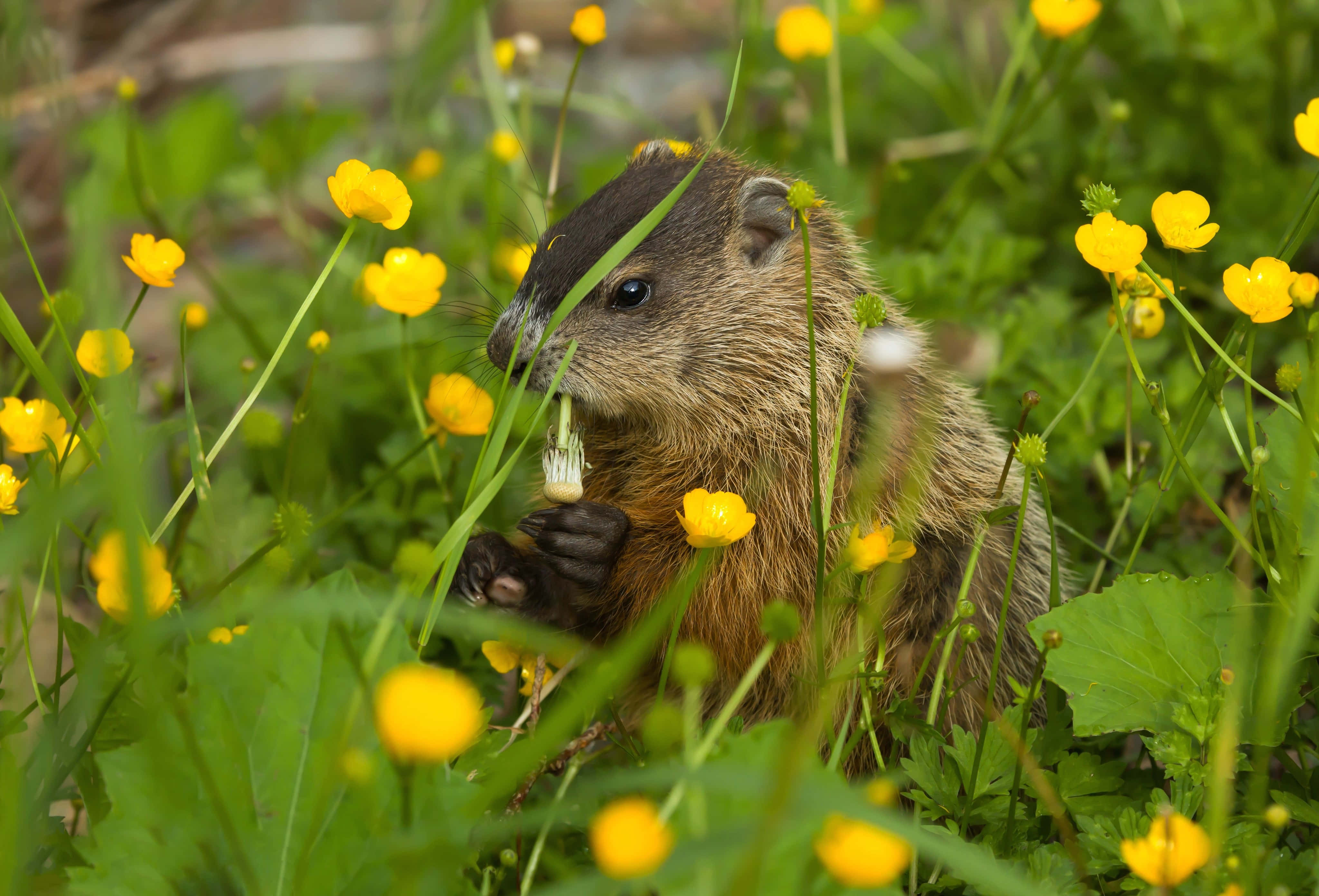 Groundhog, yellow buttercups, brown fur, 4K Desktop Wallpaper