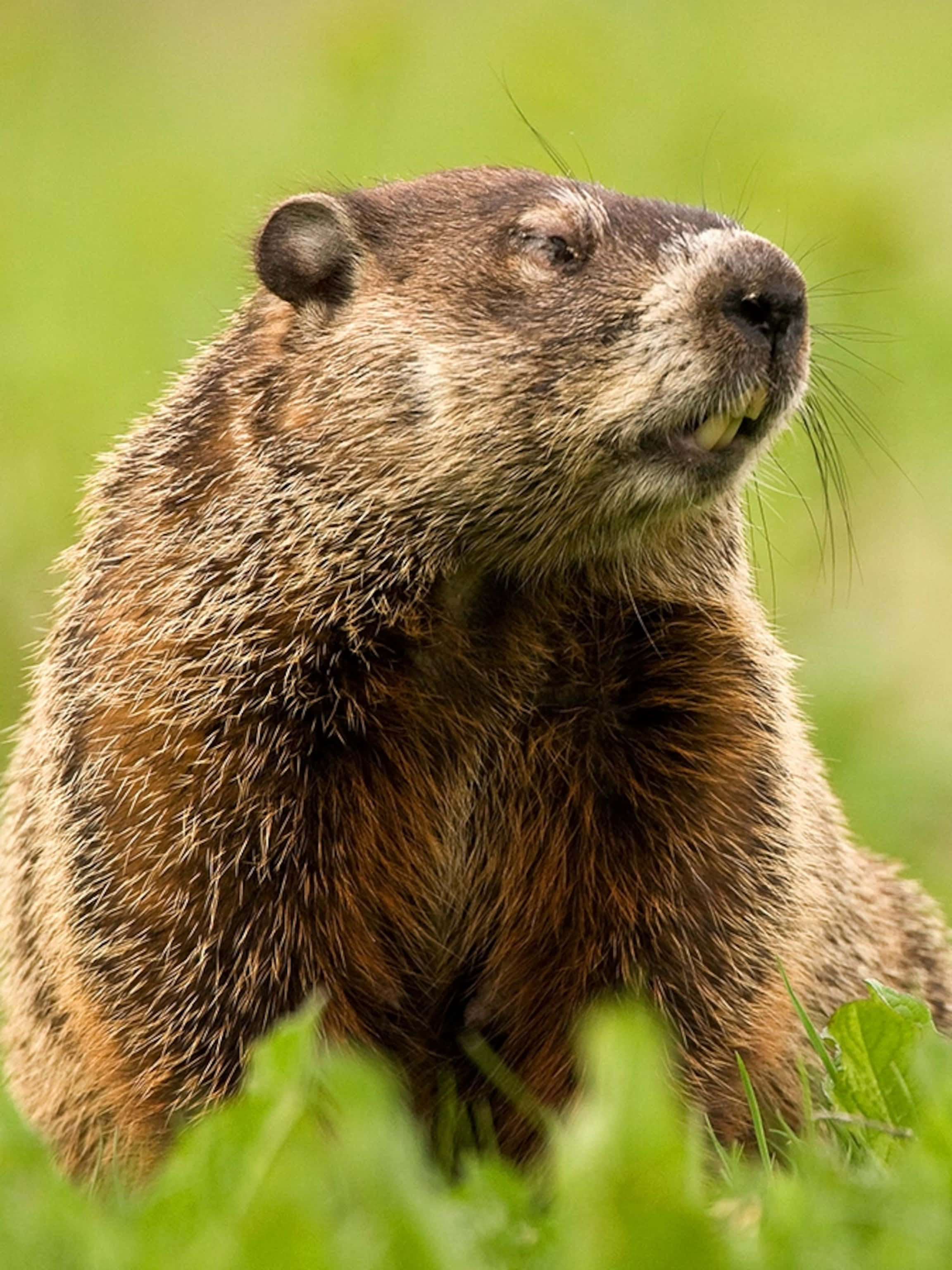 Groundhogin, Green Field, brown groundhog, 2K Phone Wallpaper