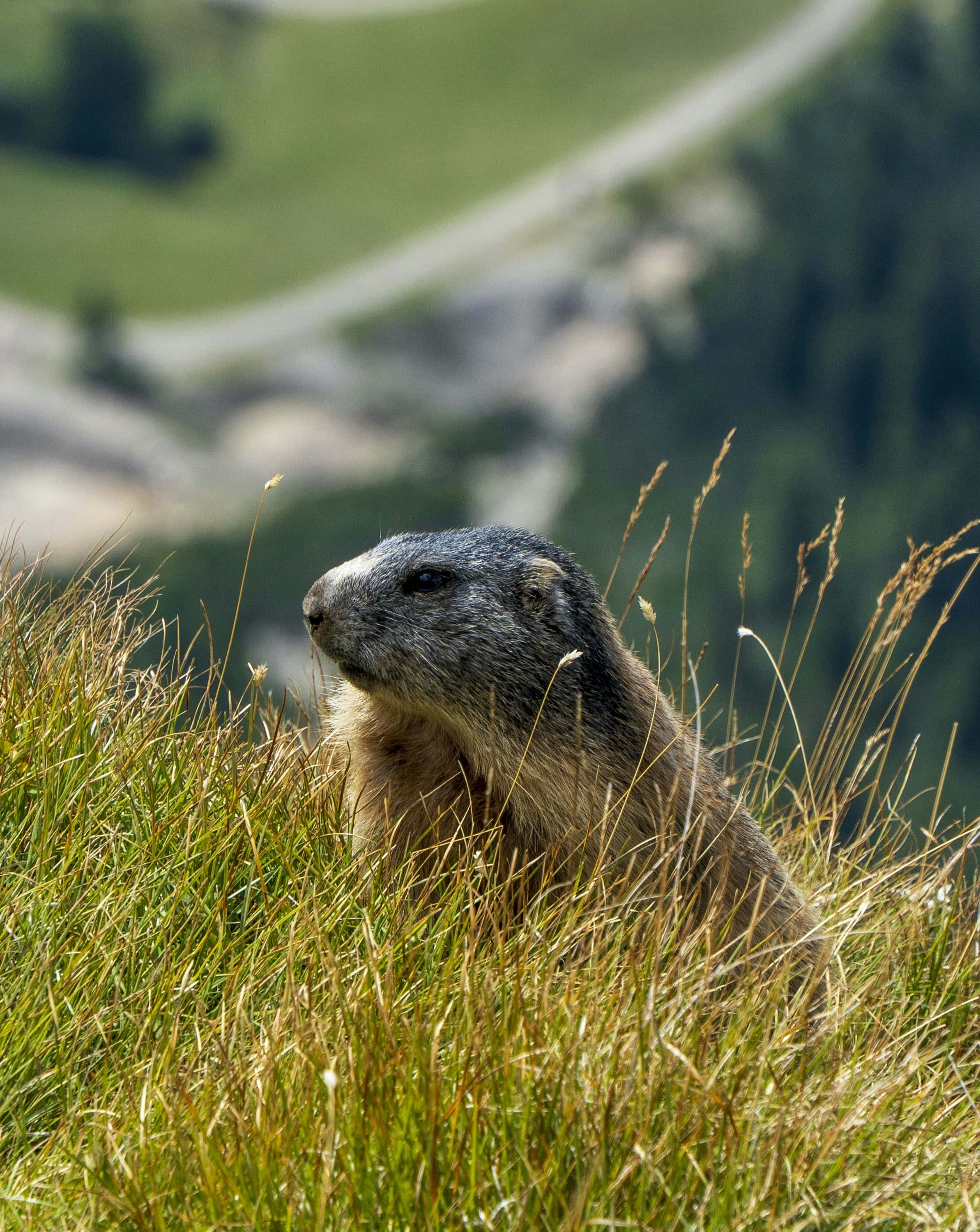 Groundhog, sunlit mountain slope, tall grass, 2K Phone Wallpaper