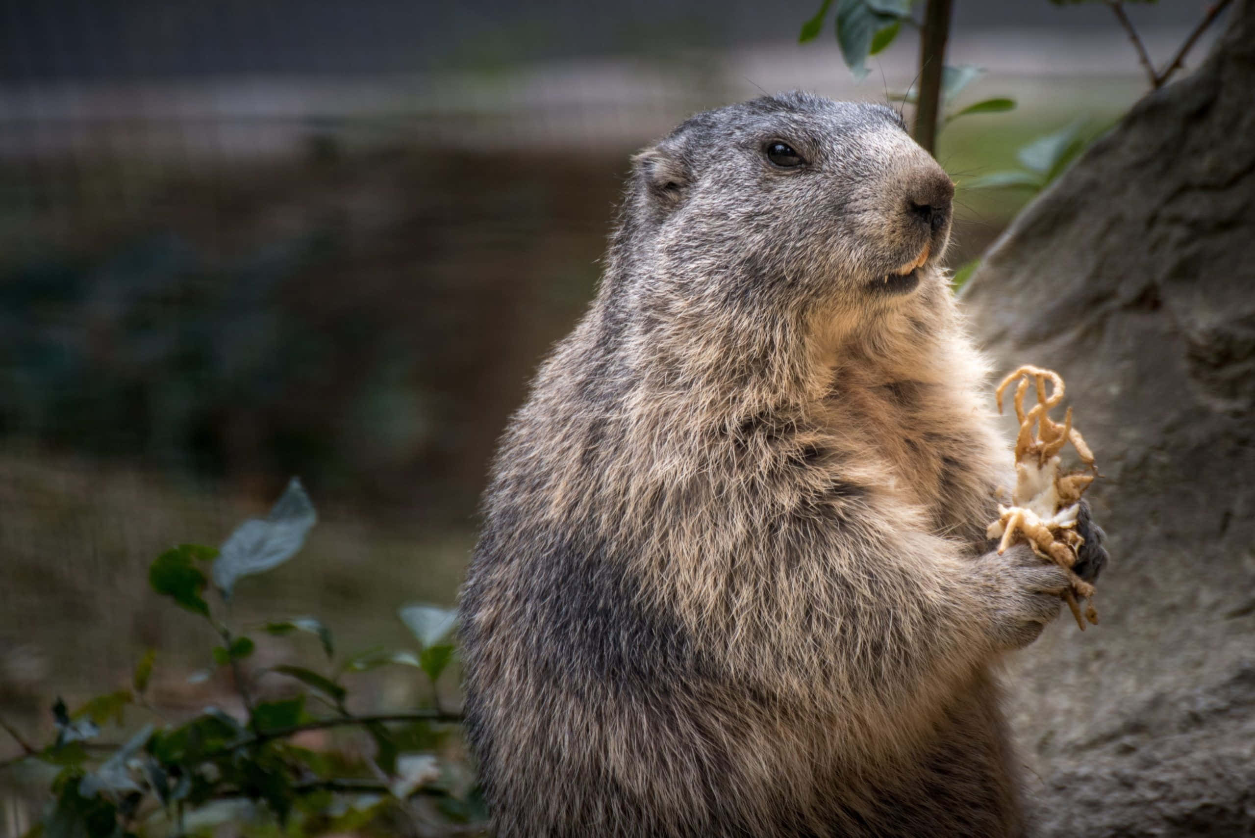 Groundhog, marmot, grayish-brown fur, 2K Desktop Wallpaper
