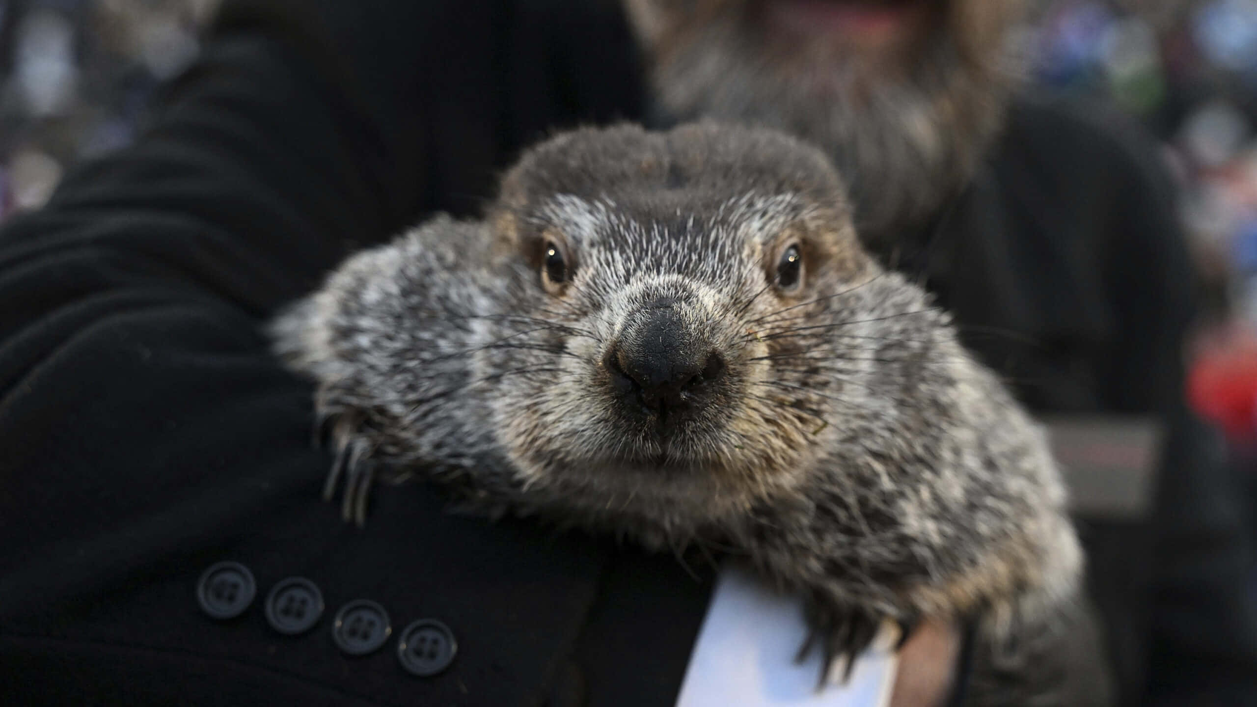 Groundhog Day, marmot, dark eyes, 2K Desktop Wallpaper
