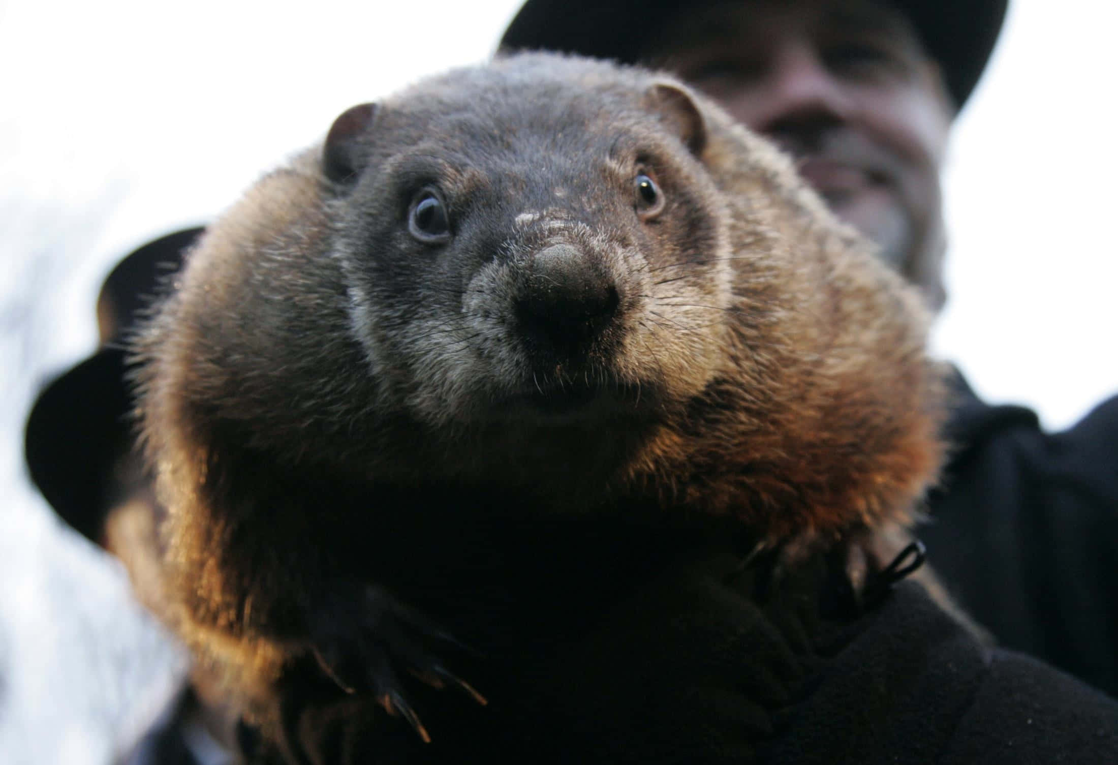 Groundhog Day, marmot, black hat, Full HD Desktop Wallpaper