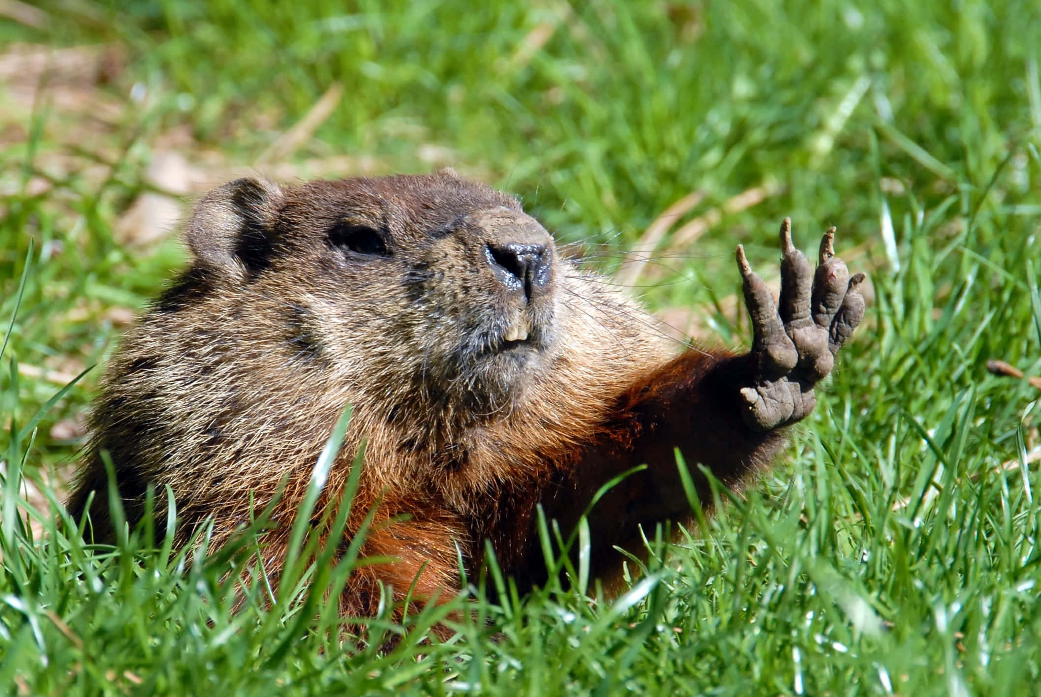 Groundhog, vibrant green grass, bright sunlight, Full HD Desktop Wallpaper