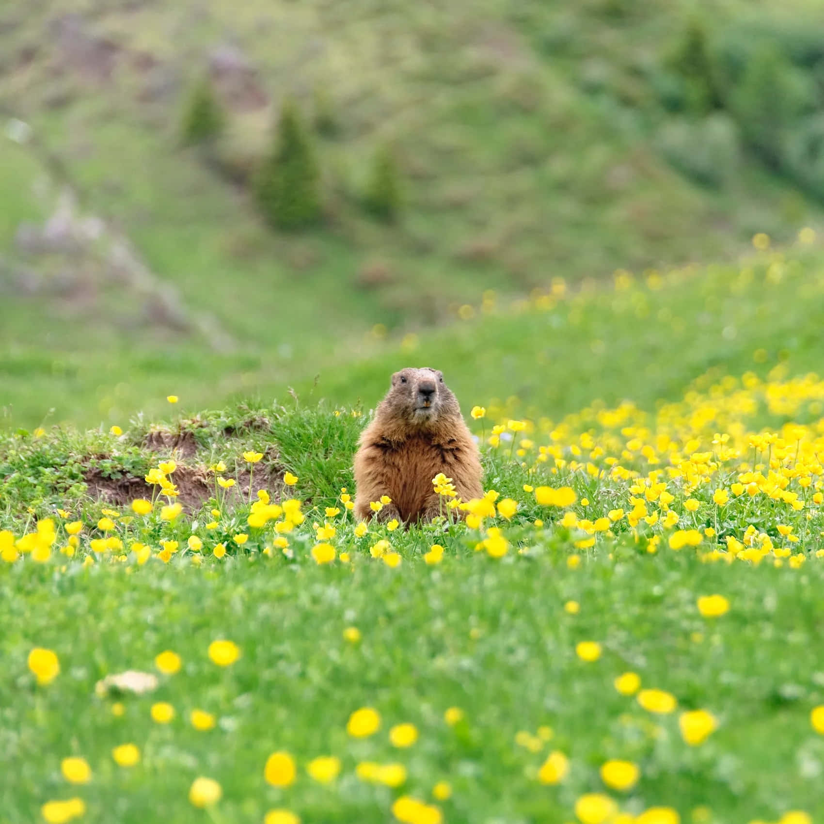Groundhog, springtime meadow, furry brown marmot, HD Desktop Wallpaper
