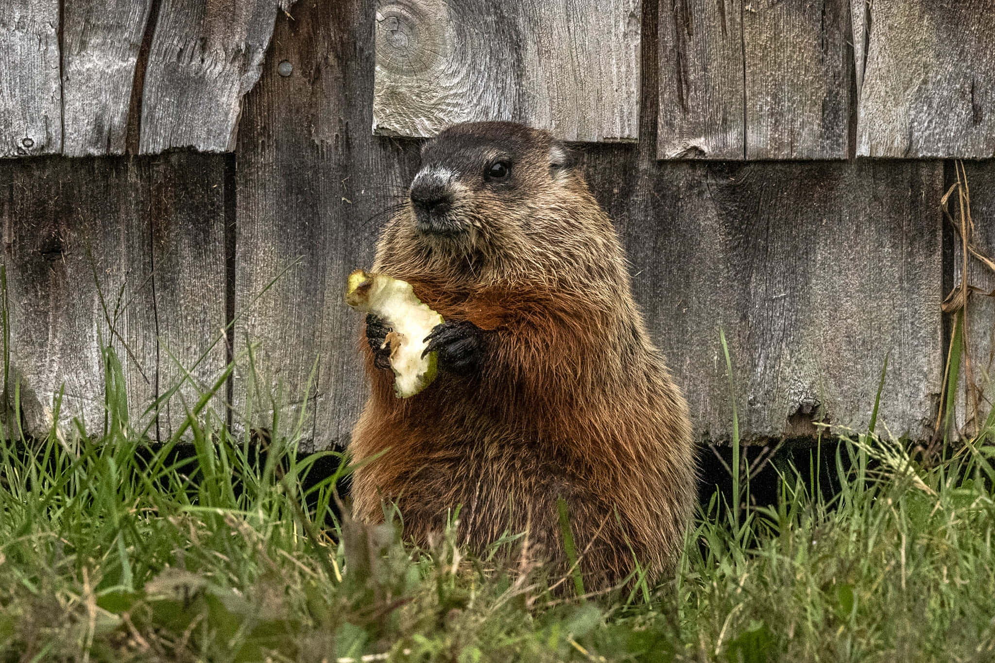 Groundhog, appleby fence, yellow apple, Full HD Desktop Wallpaper