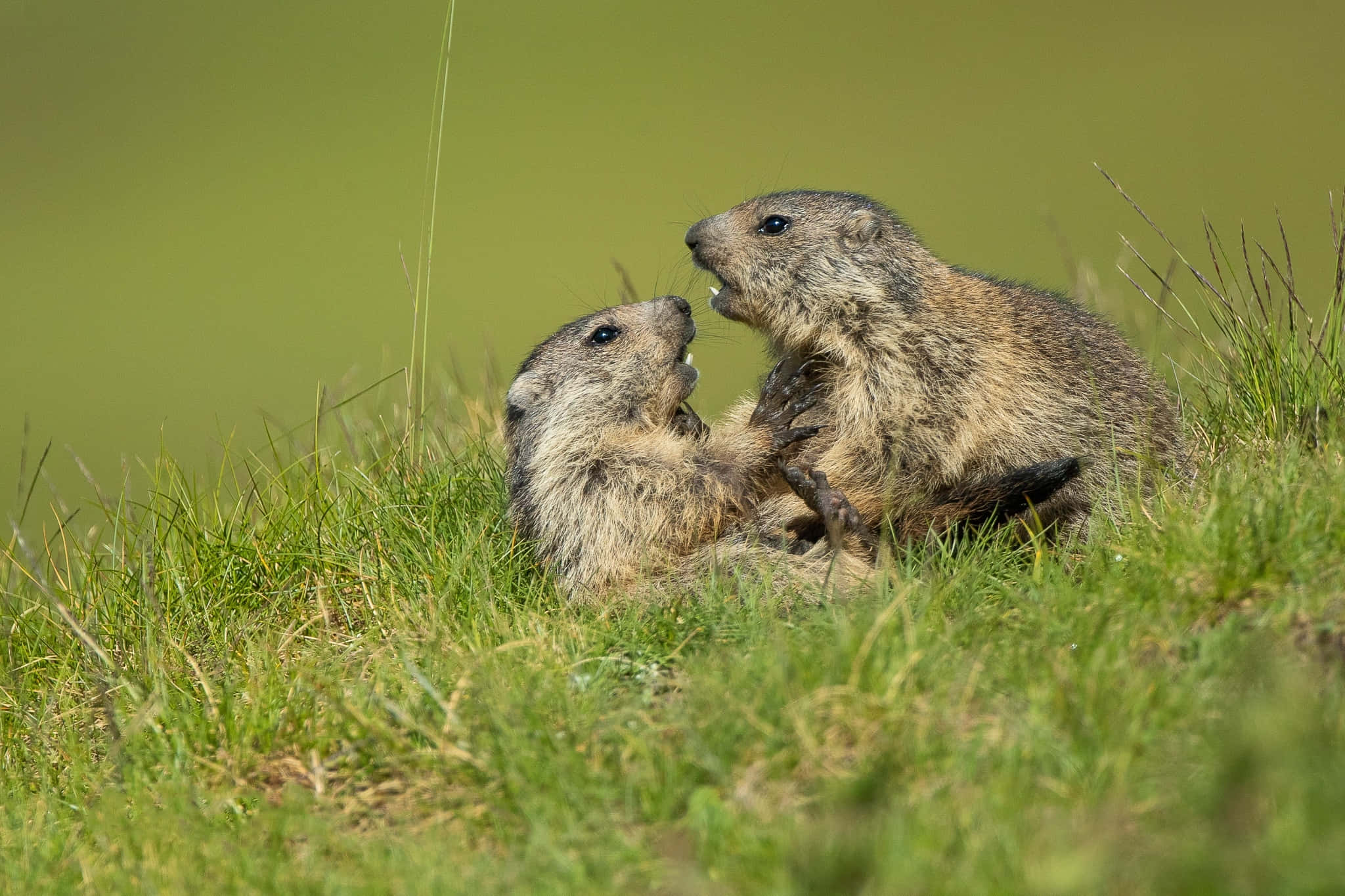 Groundhog, grass, vibrant green grass, Full HD Desktop Wallpaper