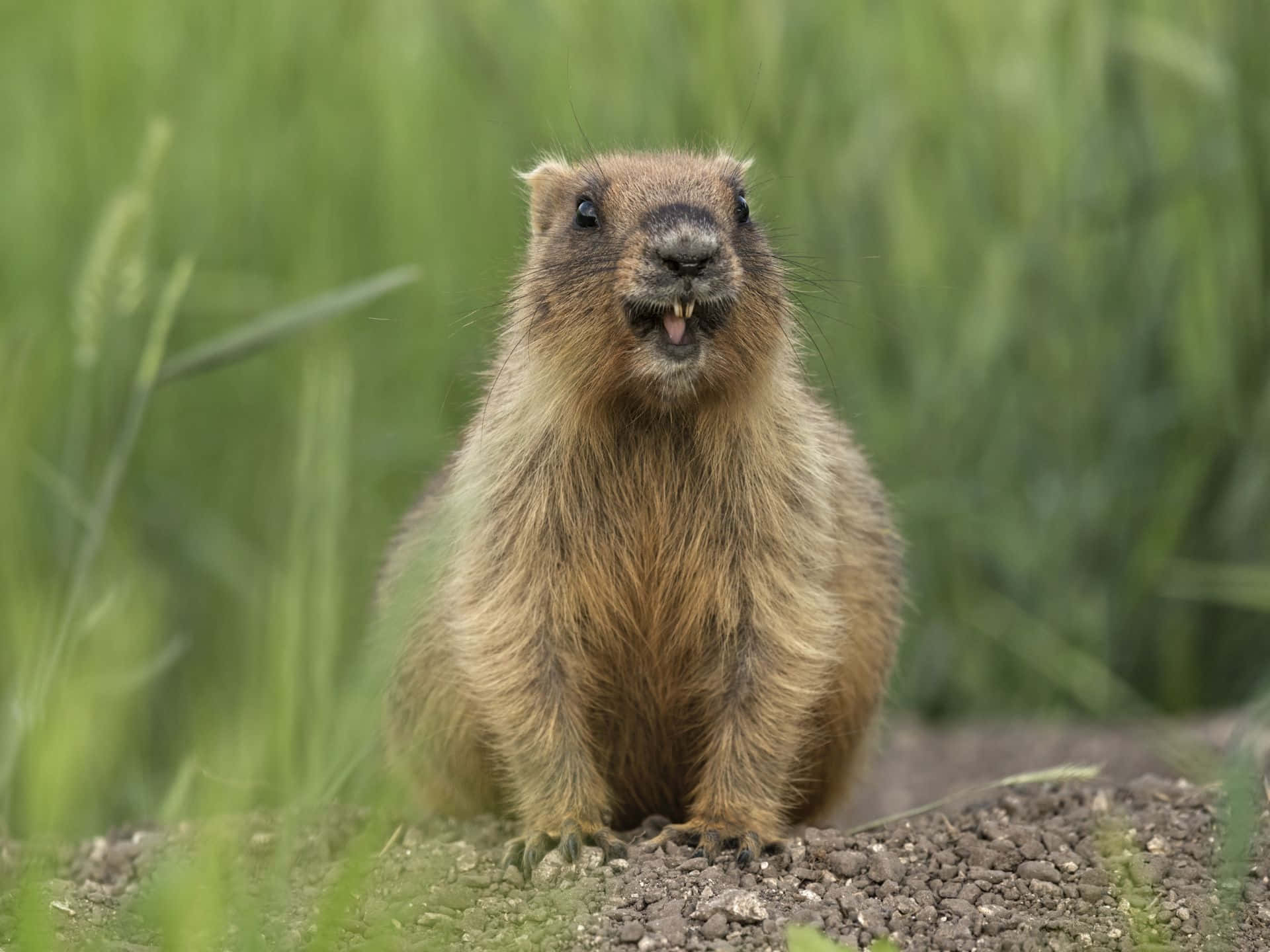Groundhog, grassy field, upright, Full HD Desktop Wallpaper