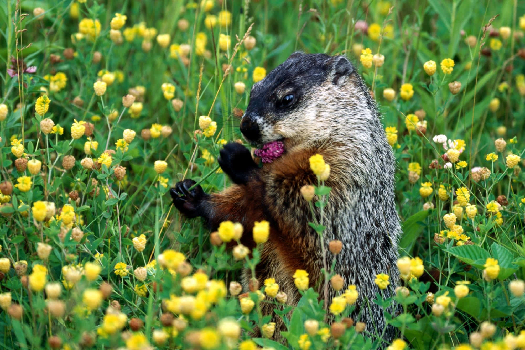 Groundhog, yellow flowers, pink flower, Full HD Desktop Wallpaper