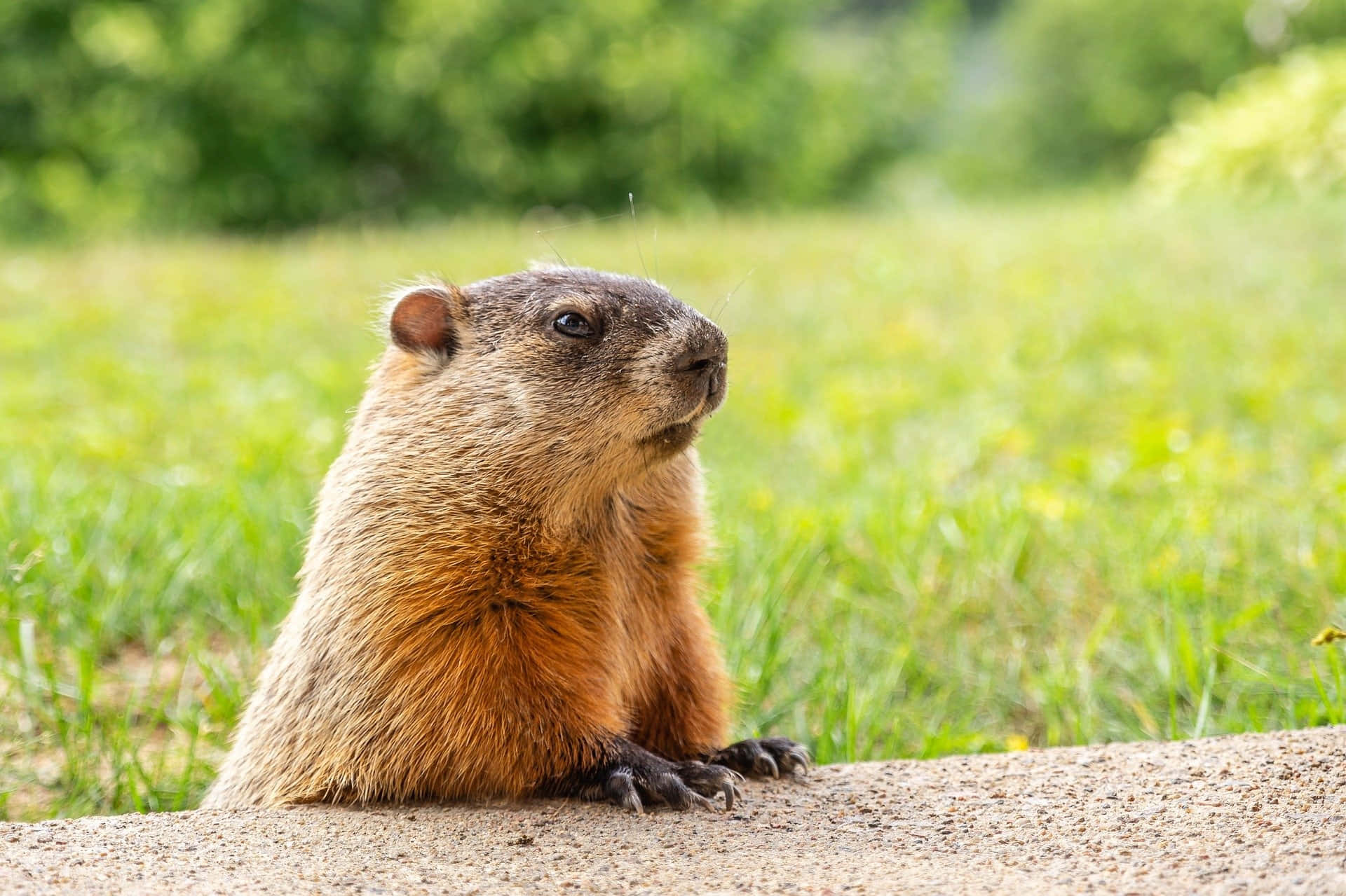 Groundhog, furry brown marmot, gravel path, Full HD Desktop Wallpaper