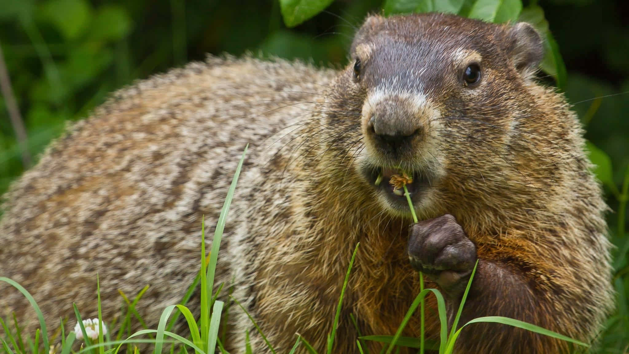 Groundhog, brown marmot, dandelion, Full HD Desktop Wallpaper