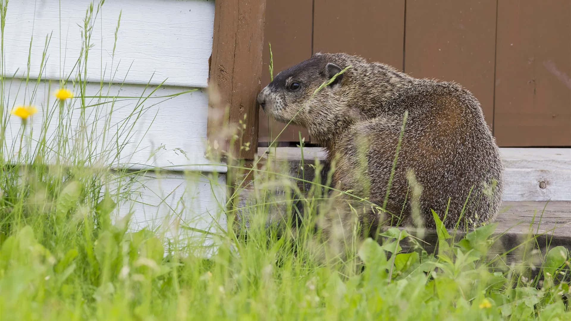 Groundhog, wooden structure, tall green grass, Full HD Desktop Wallpaper