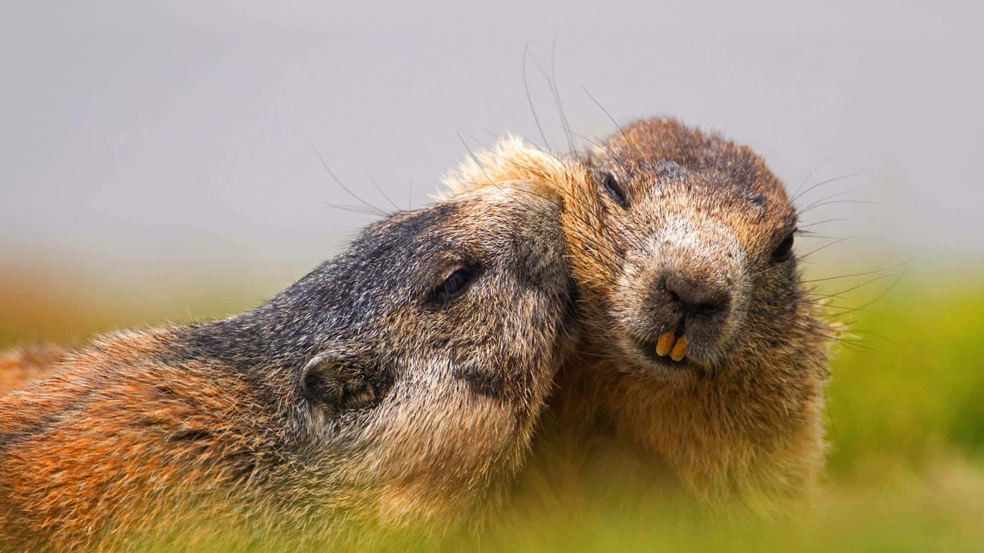 Groundhog, marmots, sunlit meadow, Full HD Desktop Wallpaper