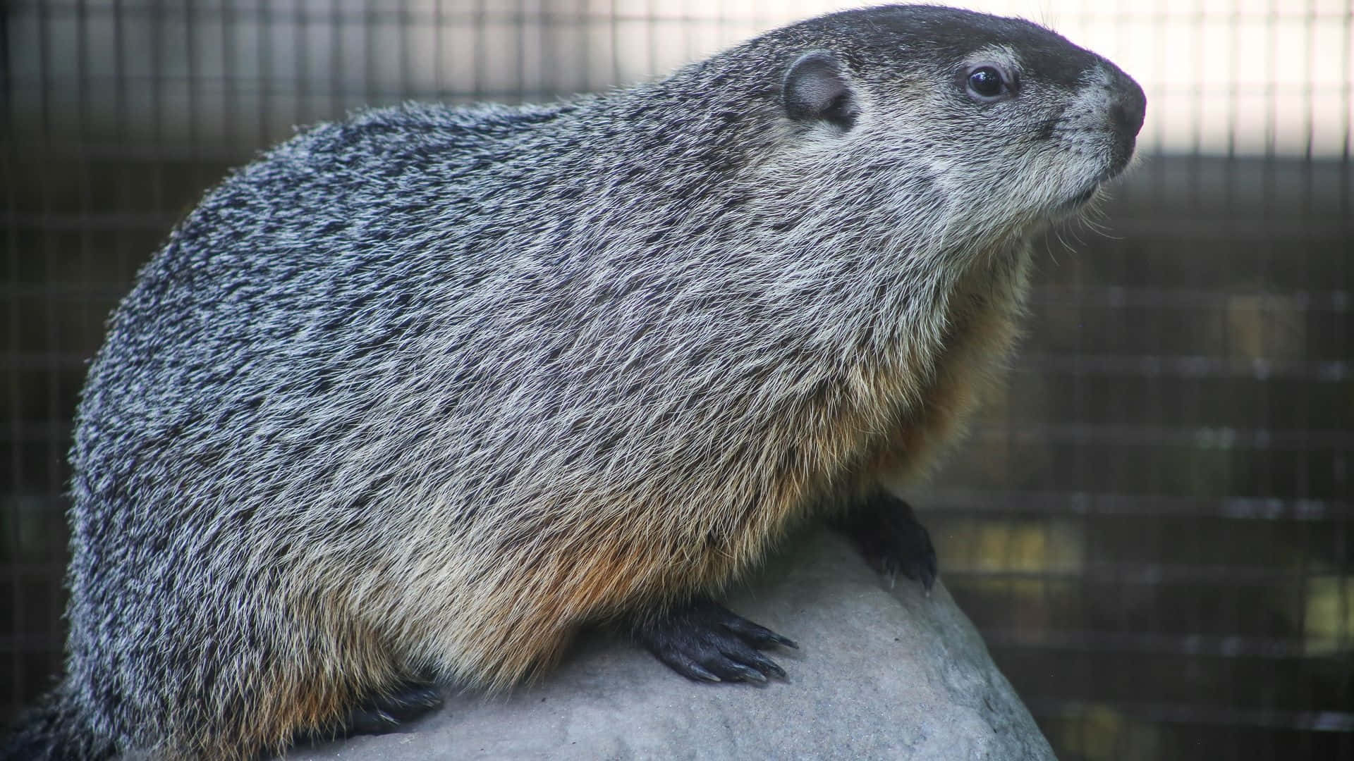 Groundhog, gray rock, wire mesh background, Full HD Desktop Wallpaper