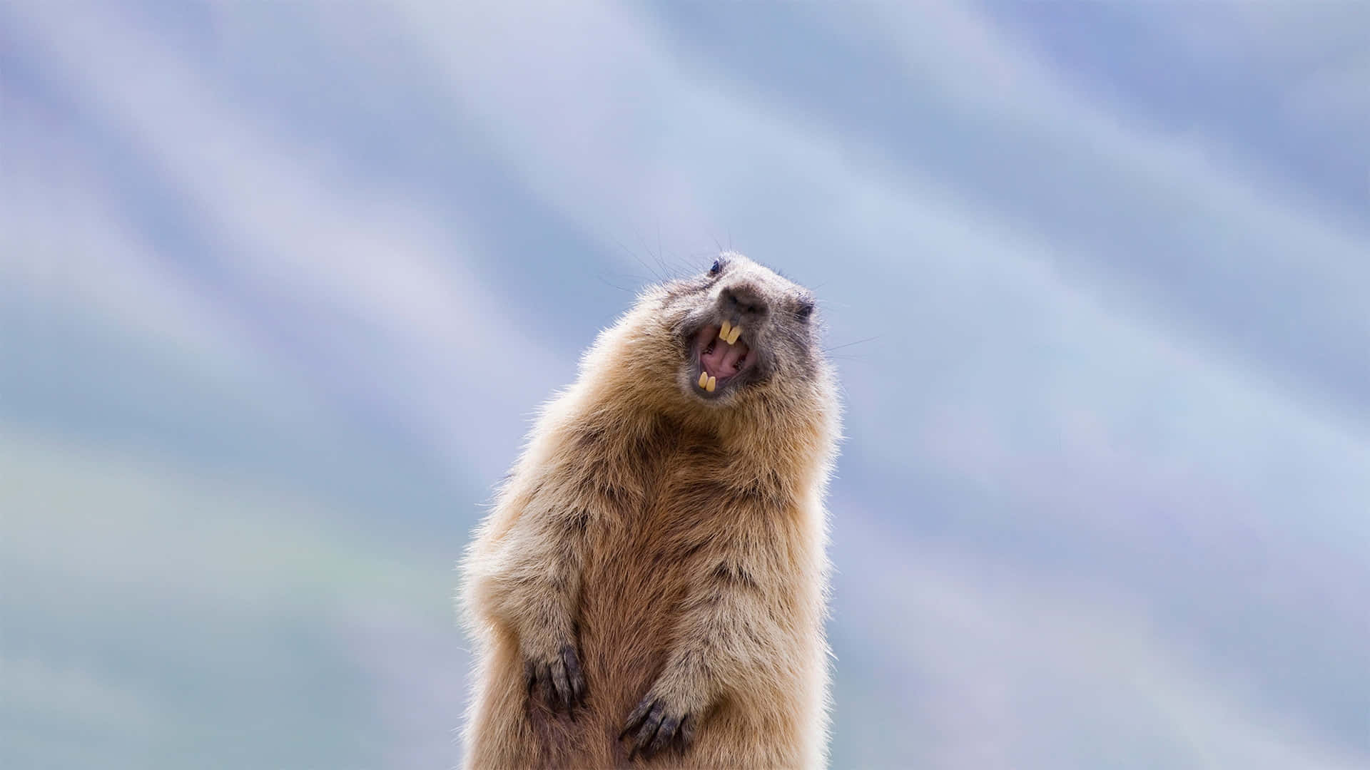 Groundhog, rocky outcrop, soft blue sky, Full HD Desktop Wallpaper