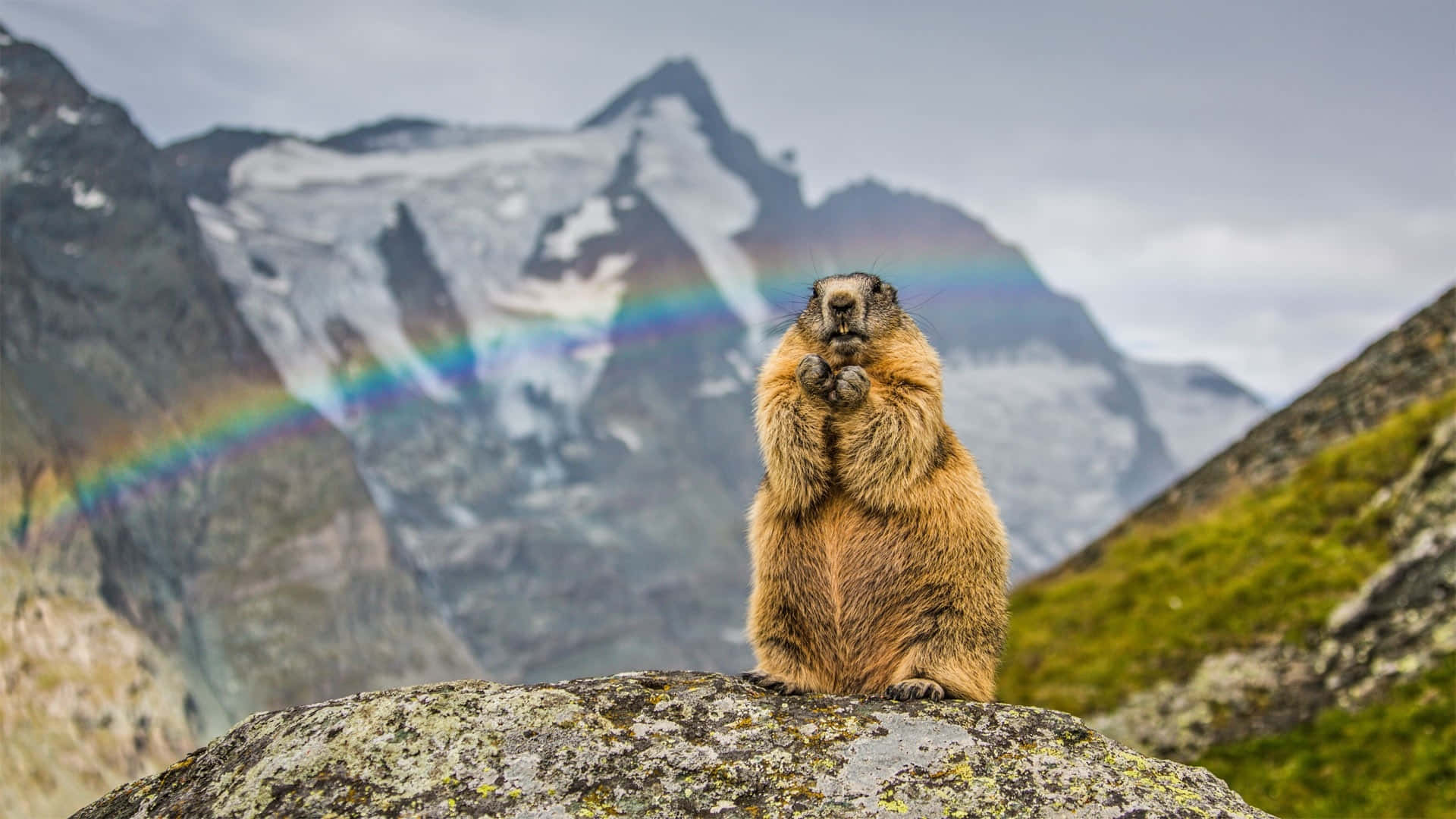Groundhog Mountain, rainbow, marmot, Full HD Desktop Wallpaper