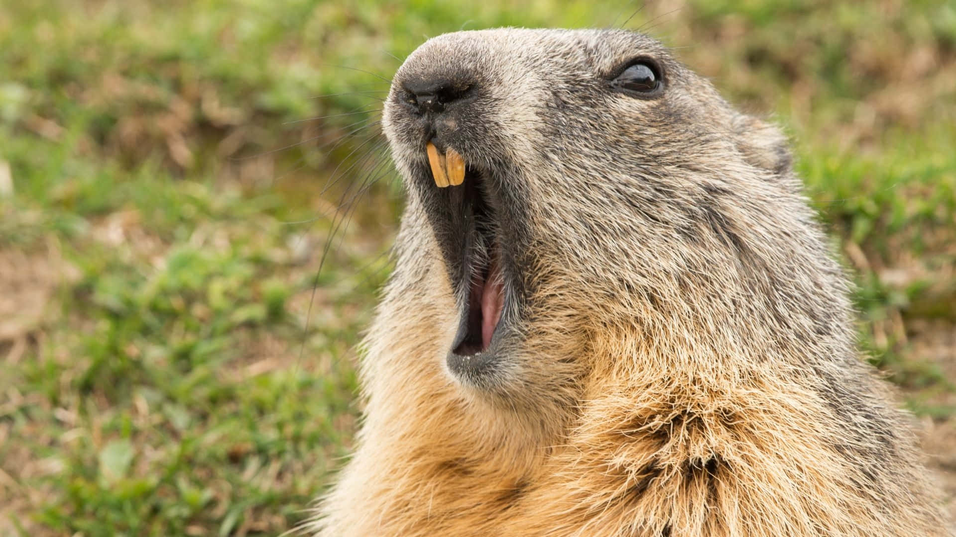 Groundhog, marmot, pink tongue, Full HD Desktop Wallpaper