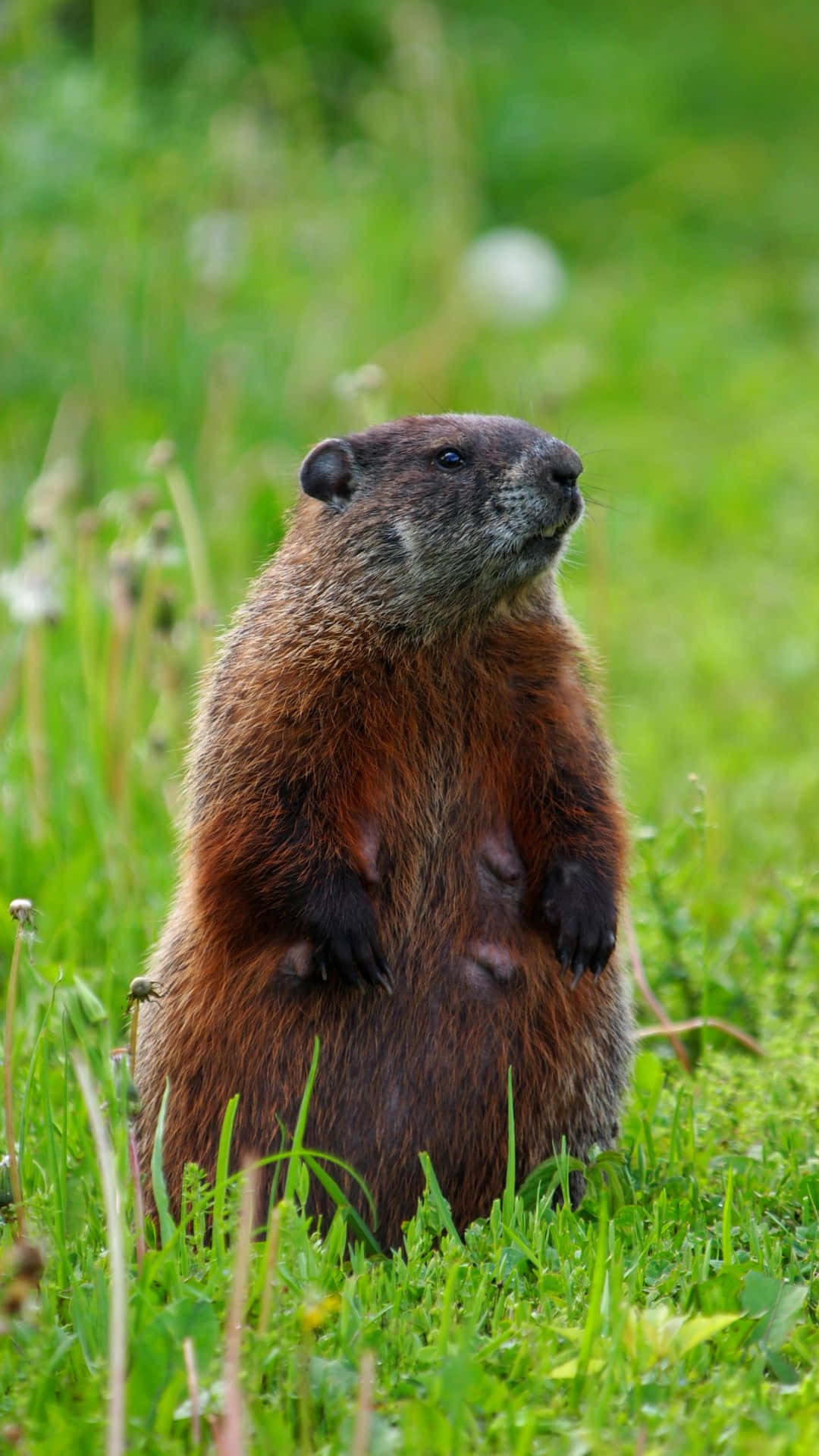 Groundhog, brown marmot, vibrant green grass, Full HD Phone Wallpaper