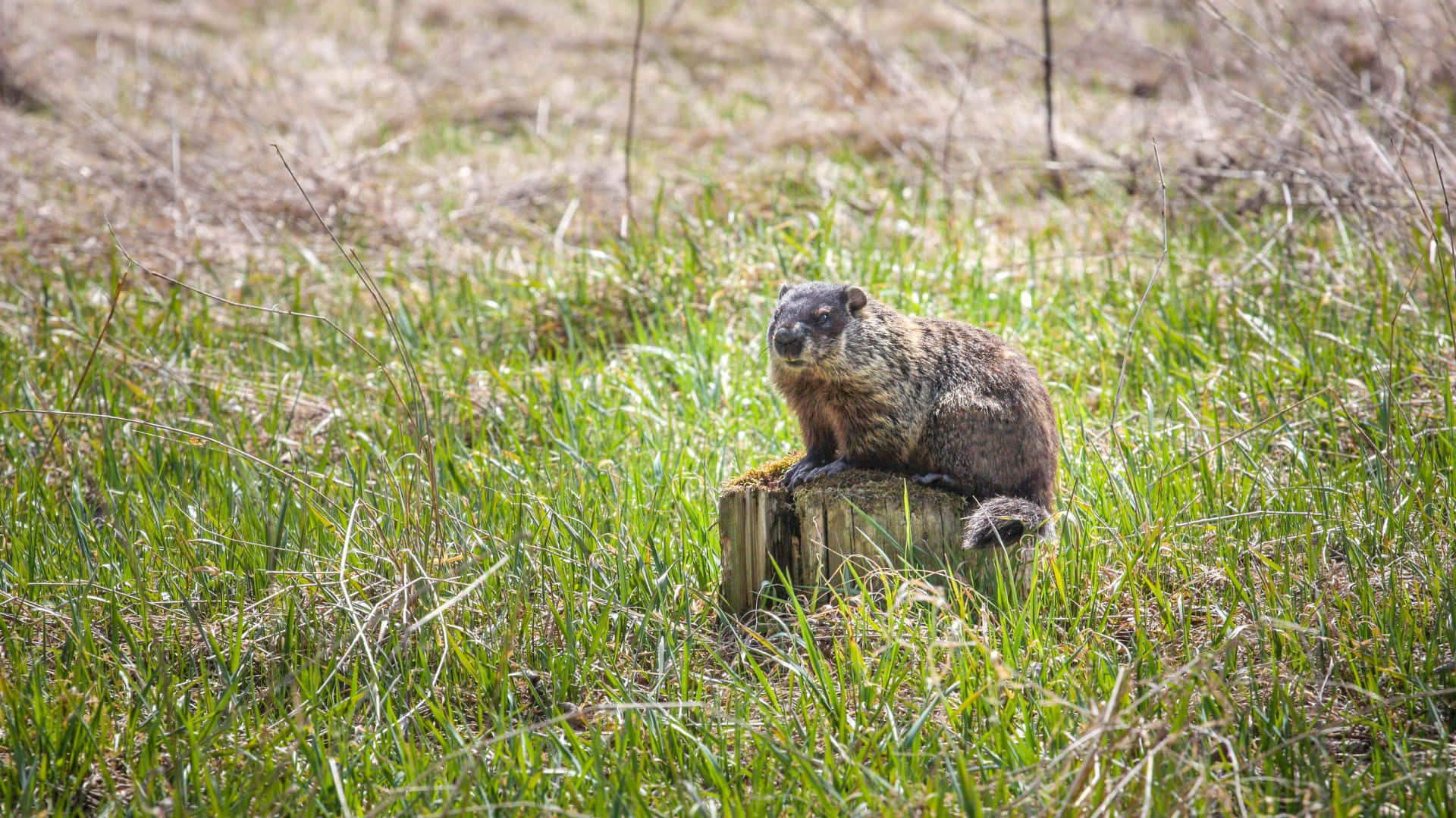 Groundhog, grassy field, mossy tree stump, Full HD Desktop Wallpaper