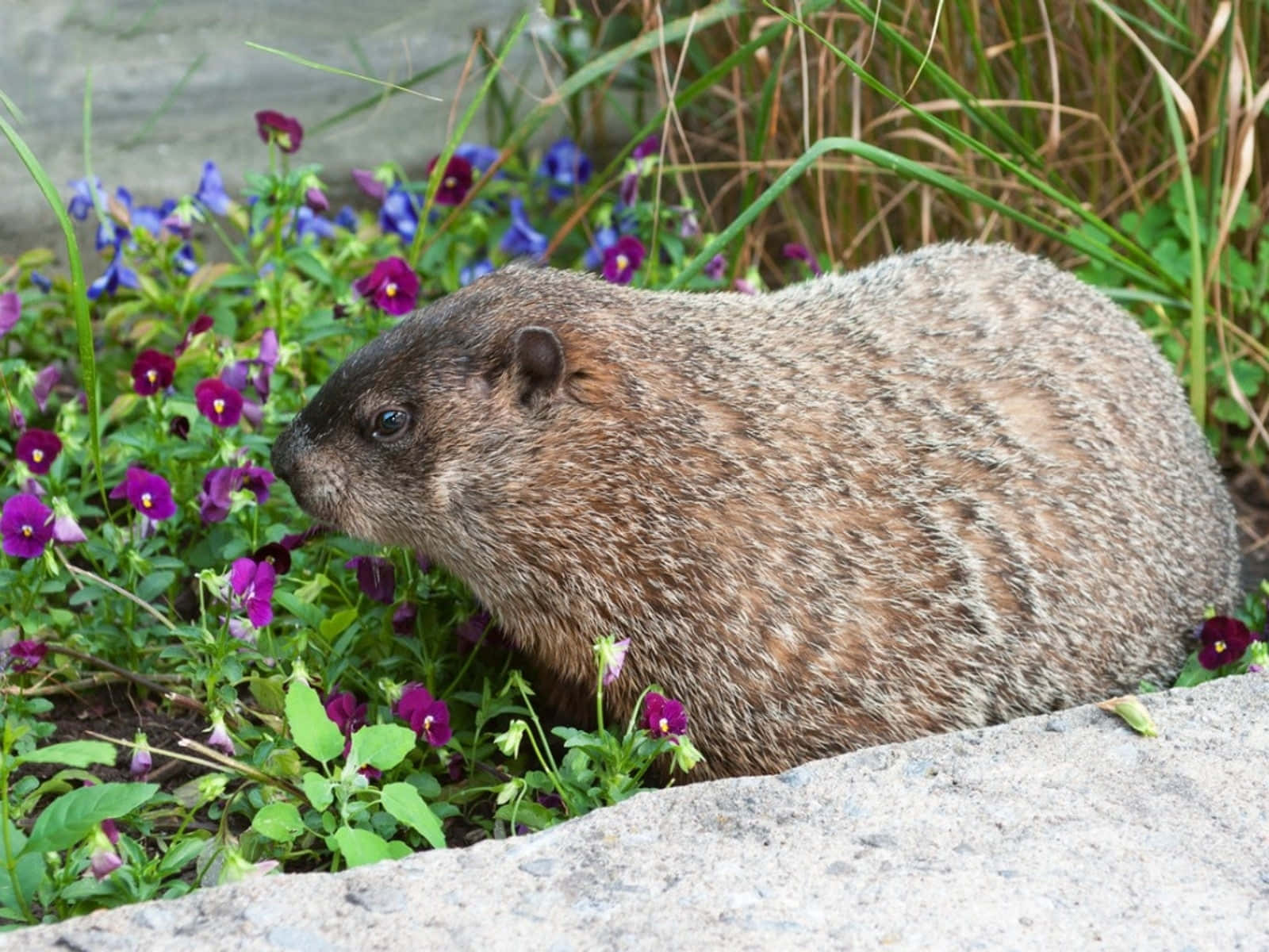 Groundhog, vibrant purple and blue flowers, green foliage, HD Desktop Wallpaper