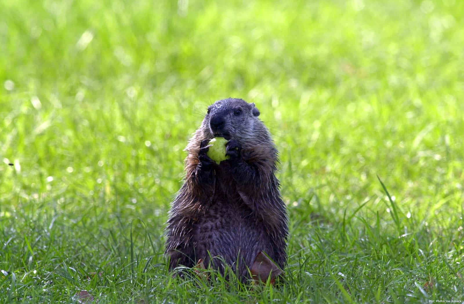 Groundhog, vibrant green grass, bright yellow tennis ball, HD Desktop Wallpaper